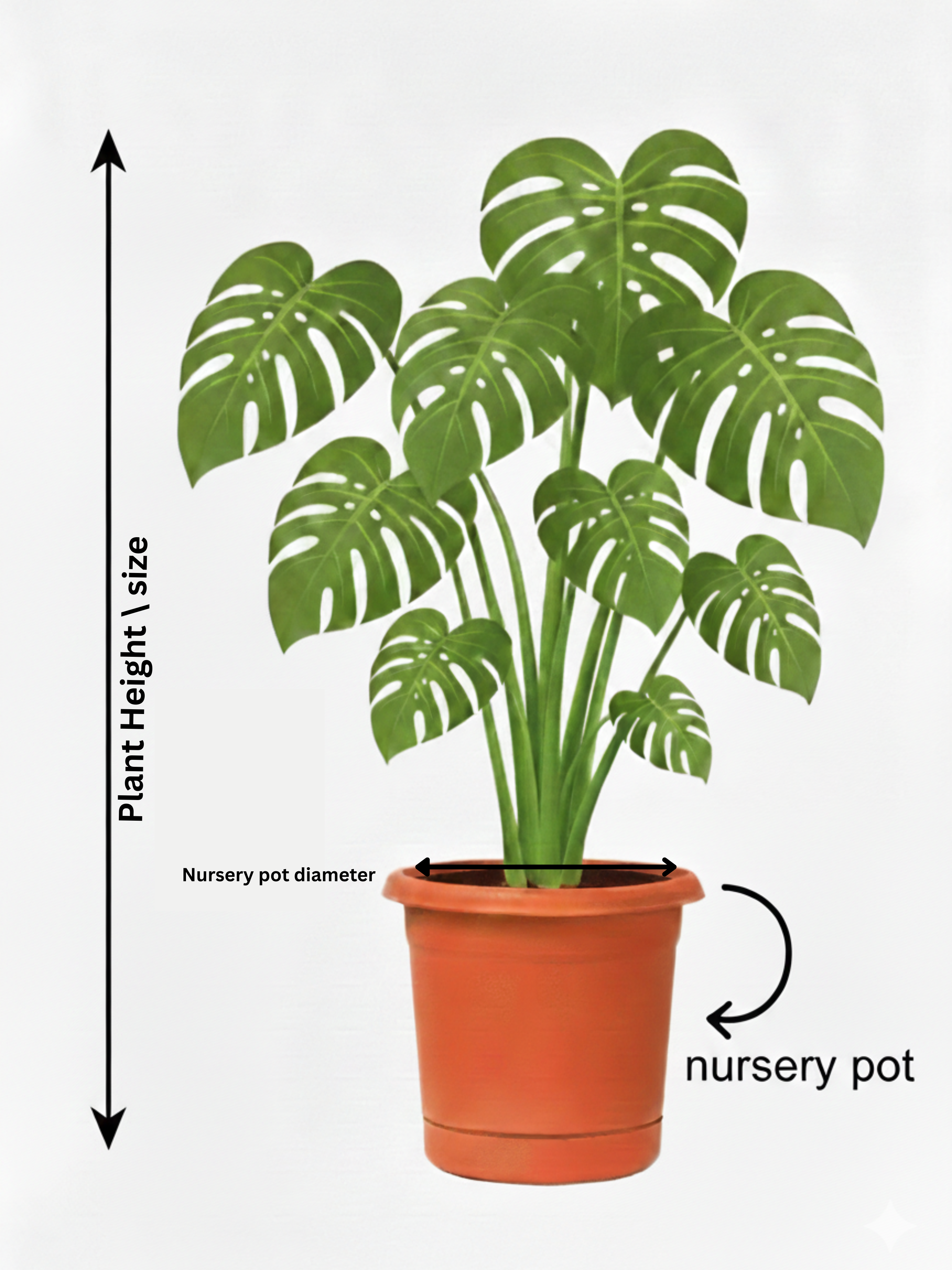 Spathiphyllum Diamond Variagata | Peace Lily