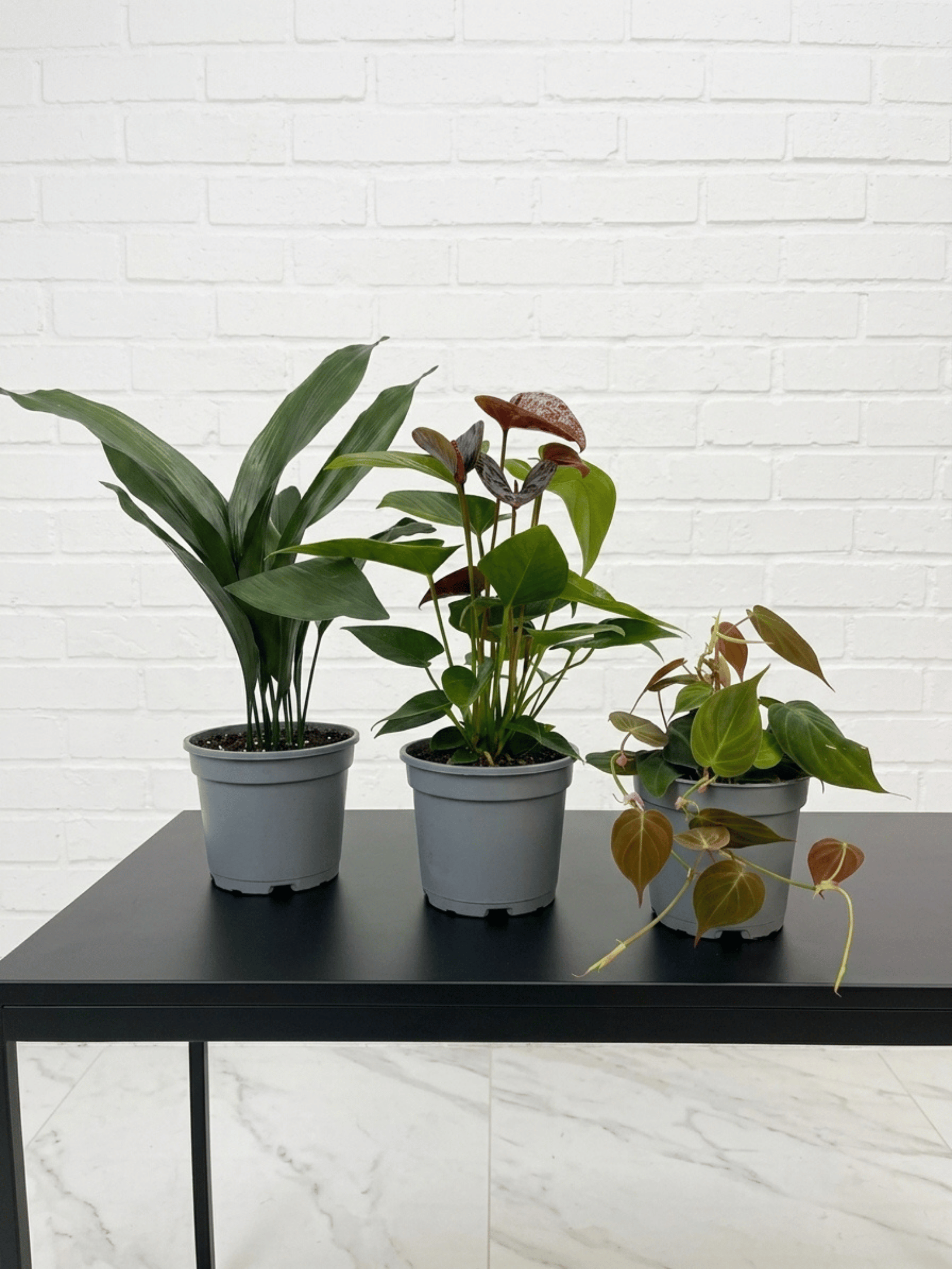 Dark Foliage Indoor Plant Bundle | Plant & Pot Bundle