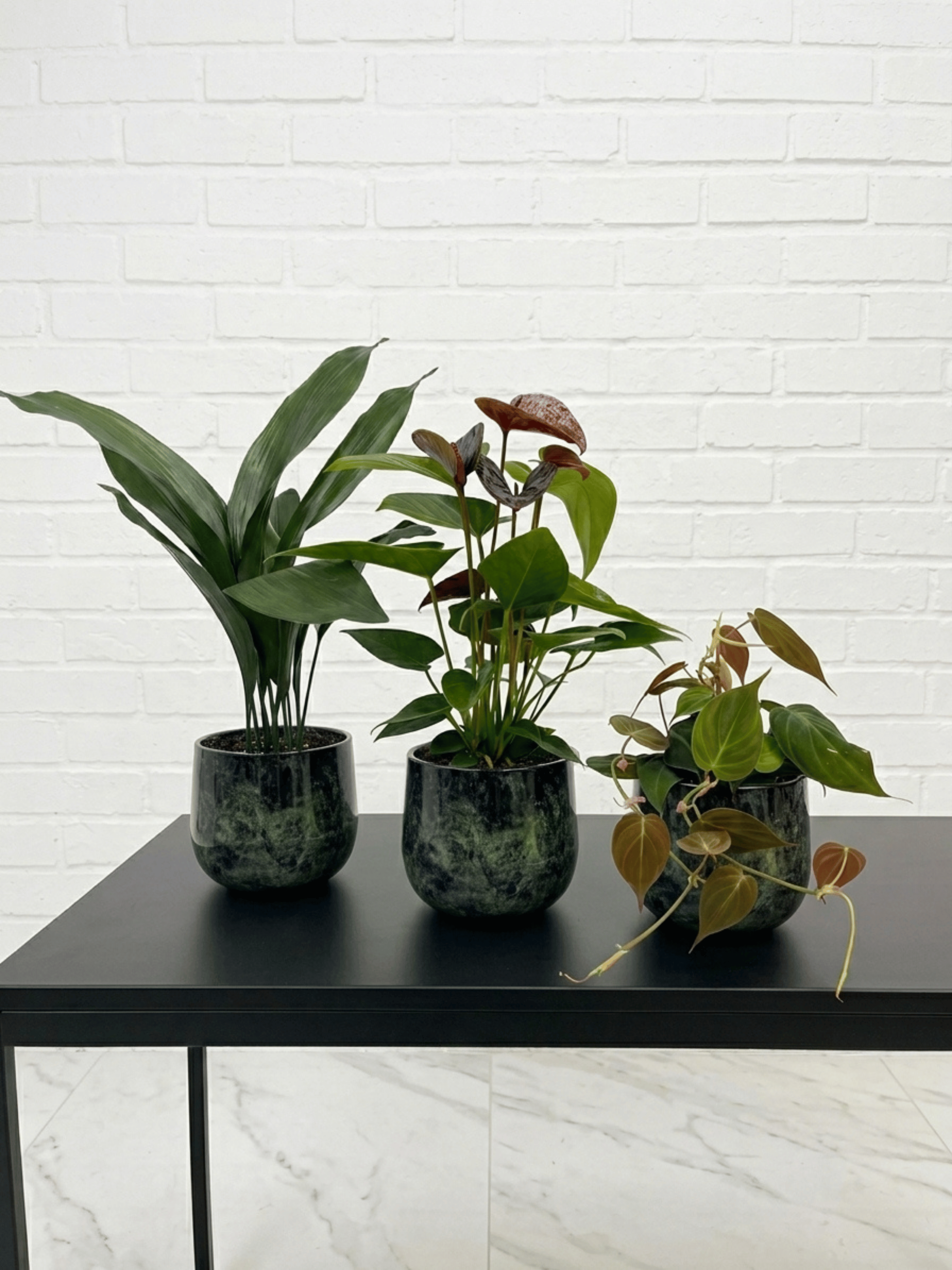 Dark Foliage Indoor Plant Bundle | Plant & Pot Bundle