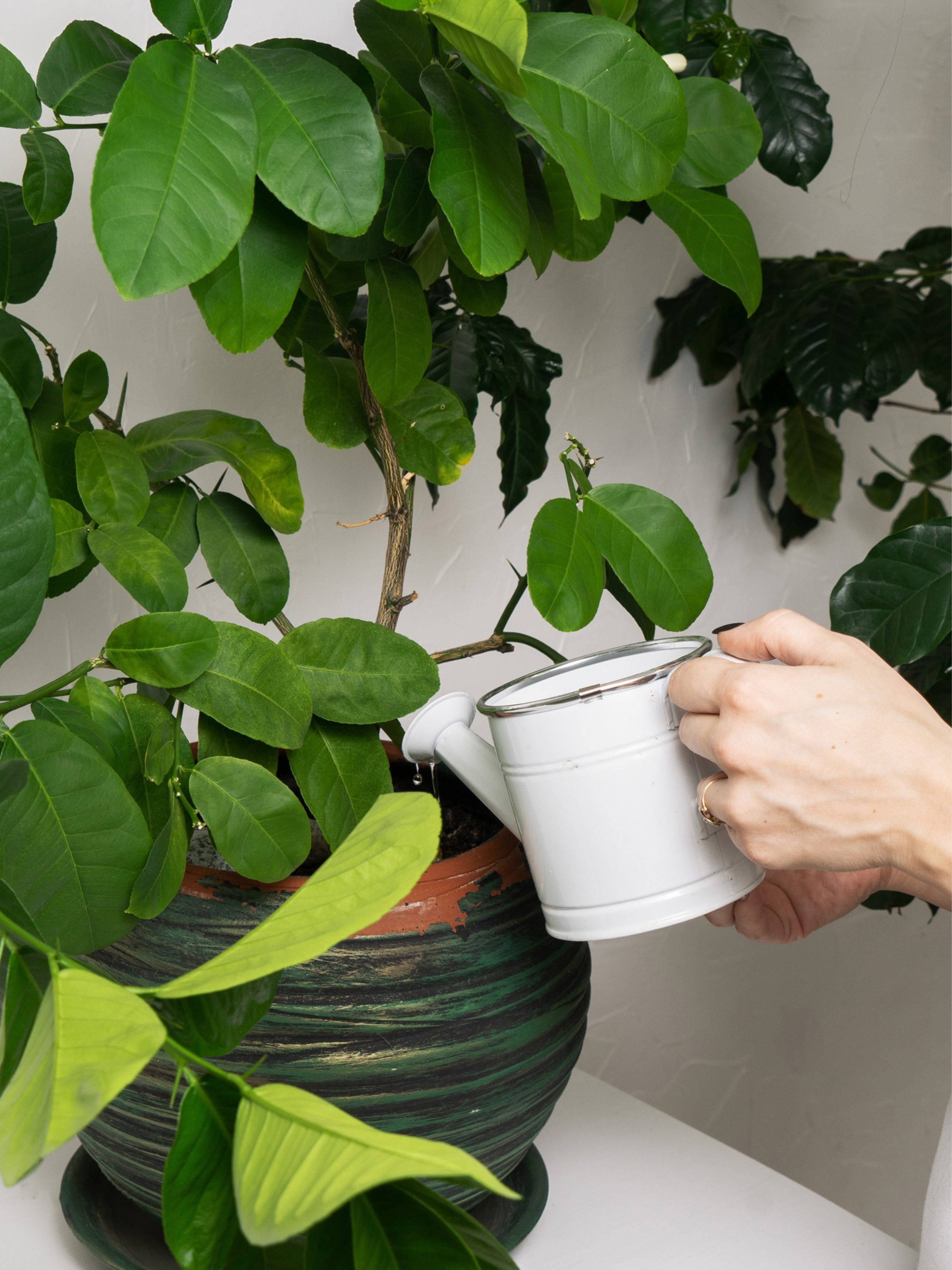 Fortifying Houseplant Feed & Tonic, 500ml