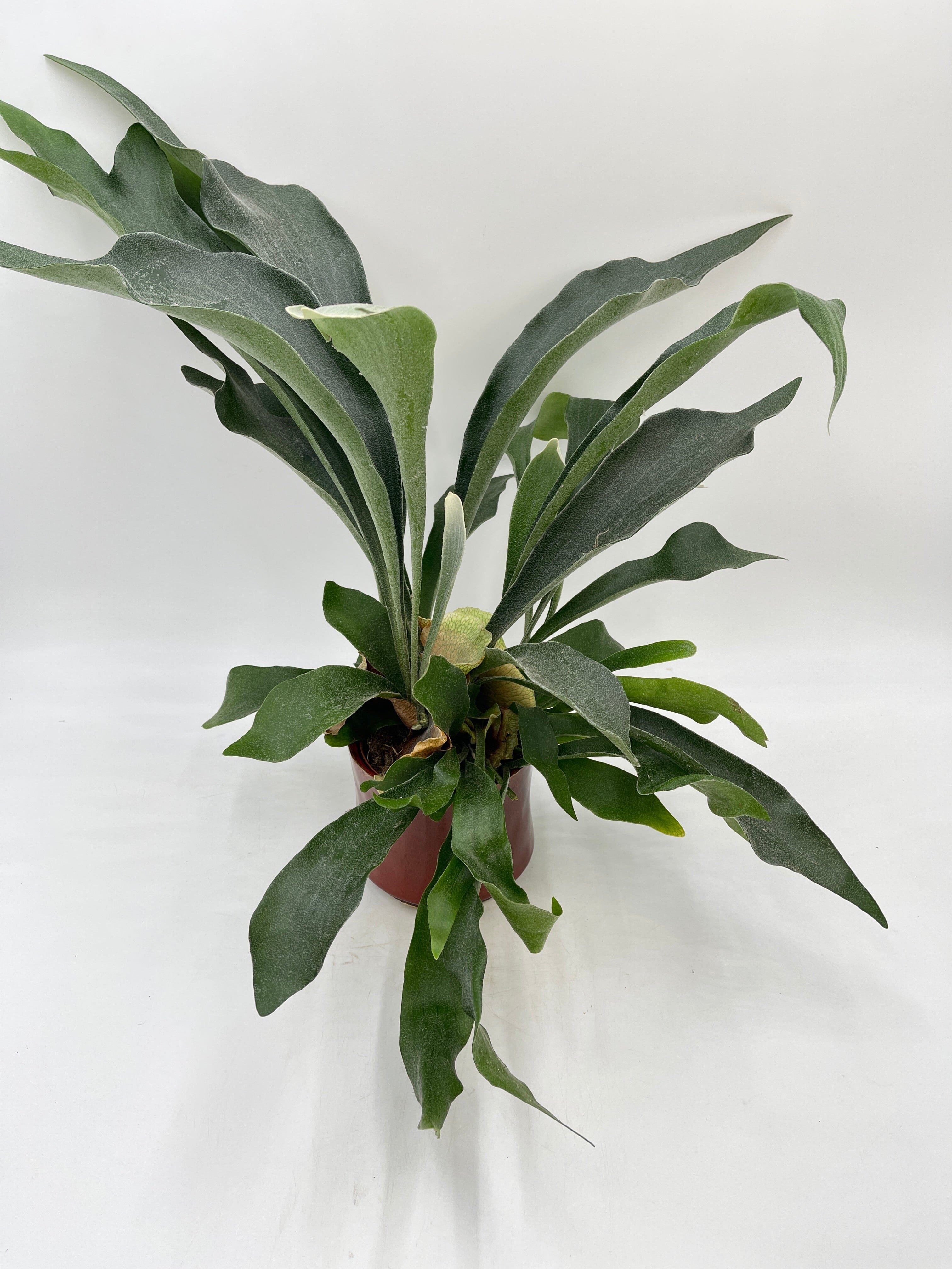 Platycerium bifurcatum, Staghorn Fern