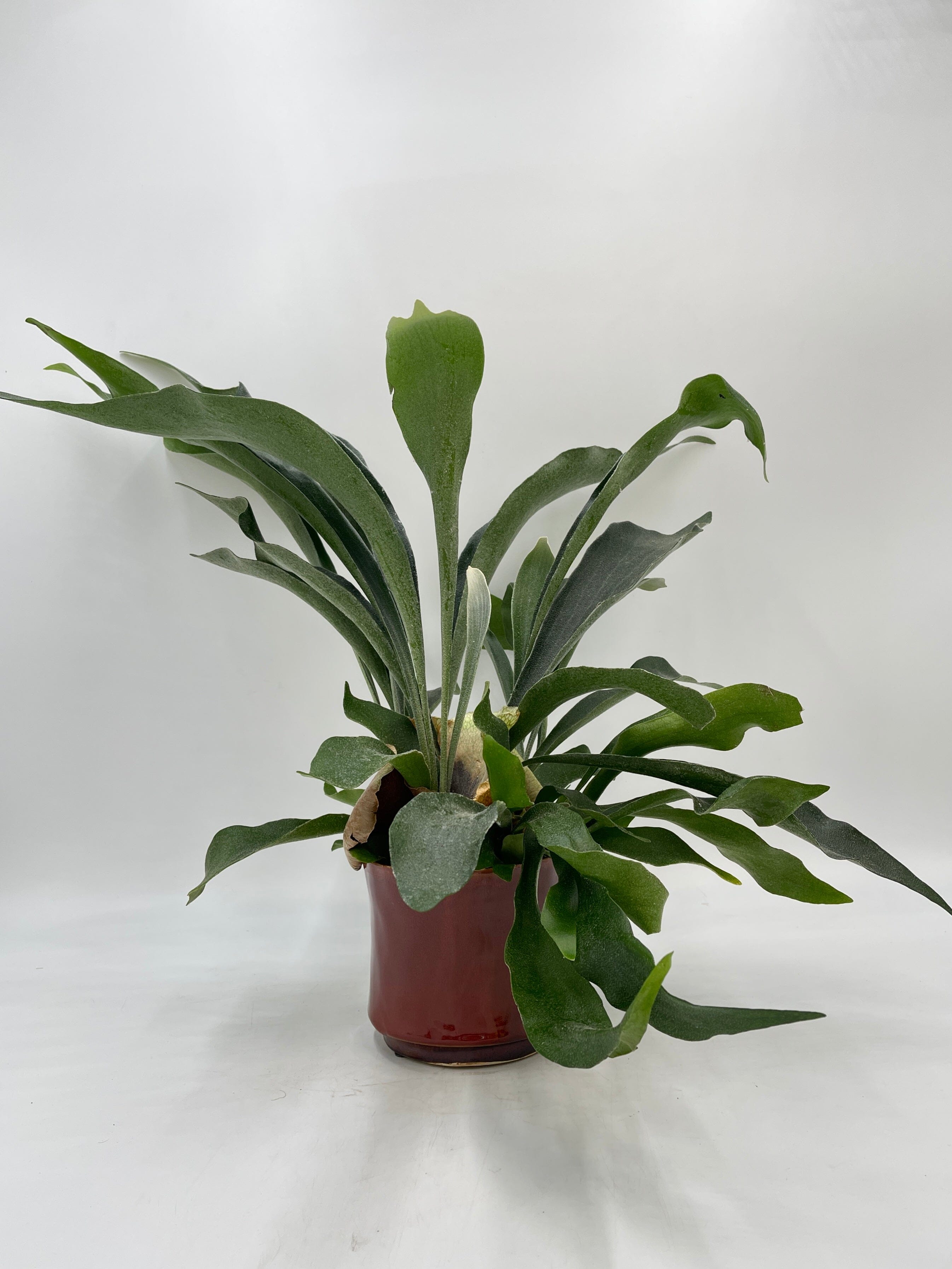 Platycerium bifurcatum, Staghorn Fern