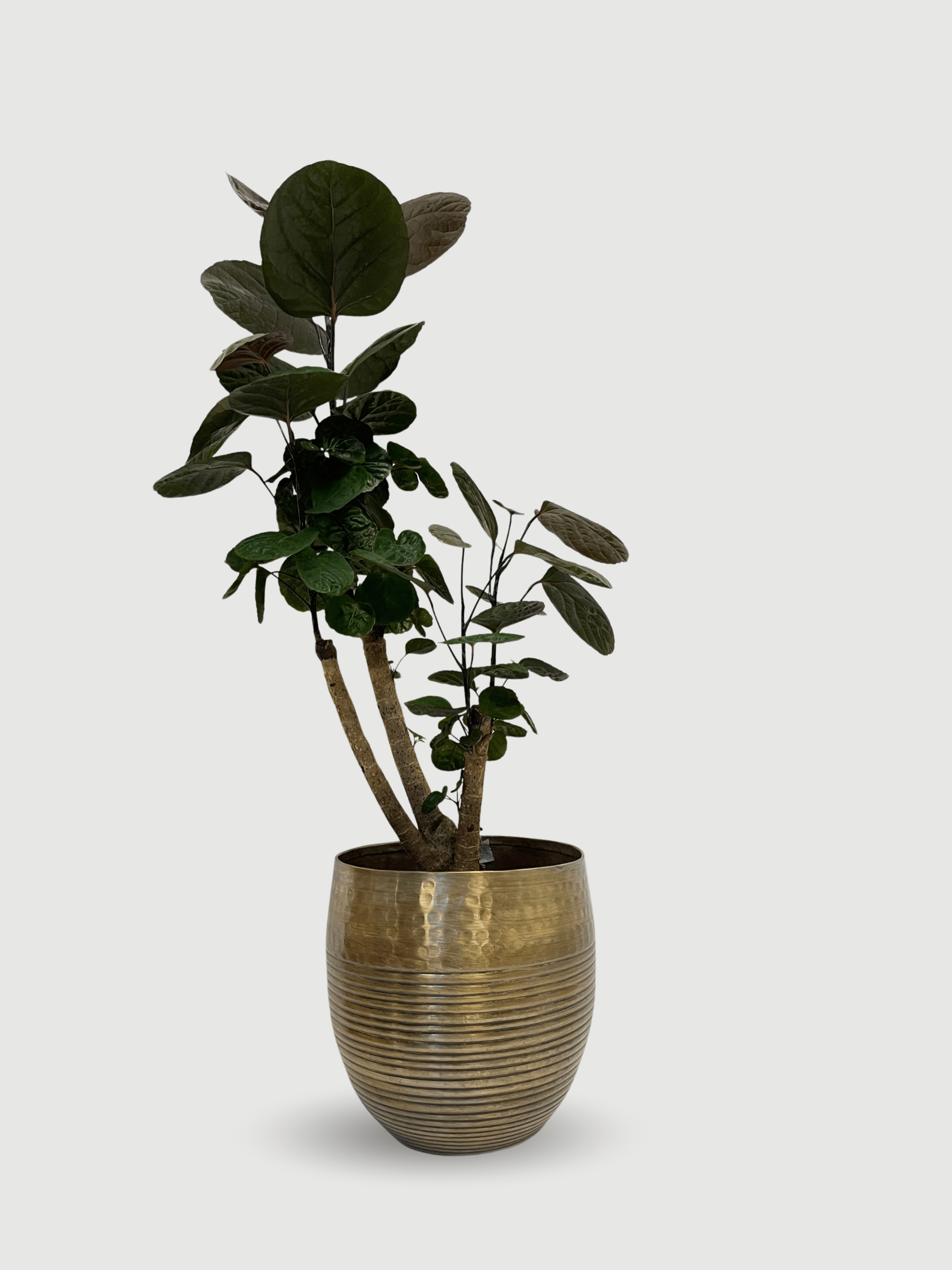 Polyscias Fabian | The Shade-Tolerant Shield Aralia, 70cm