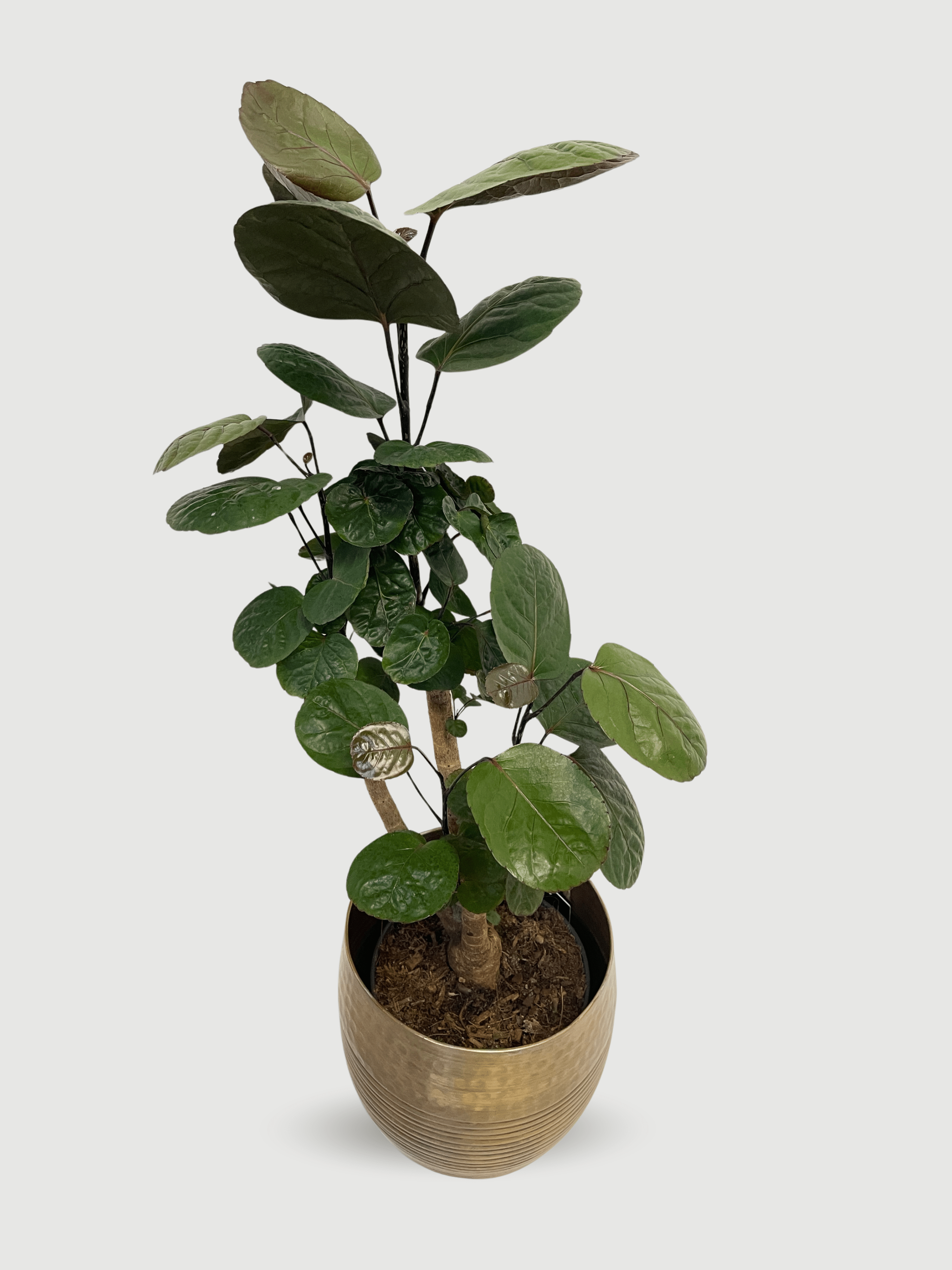 Polyscias Fabian | The Shade-Tolerant Shield Aralia, 70cm