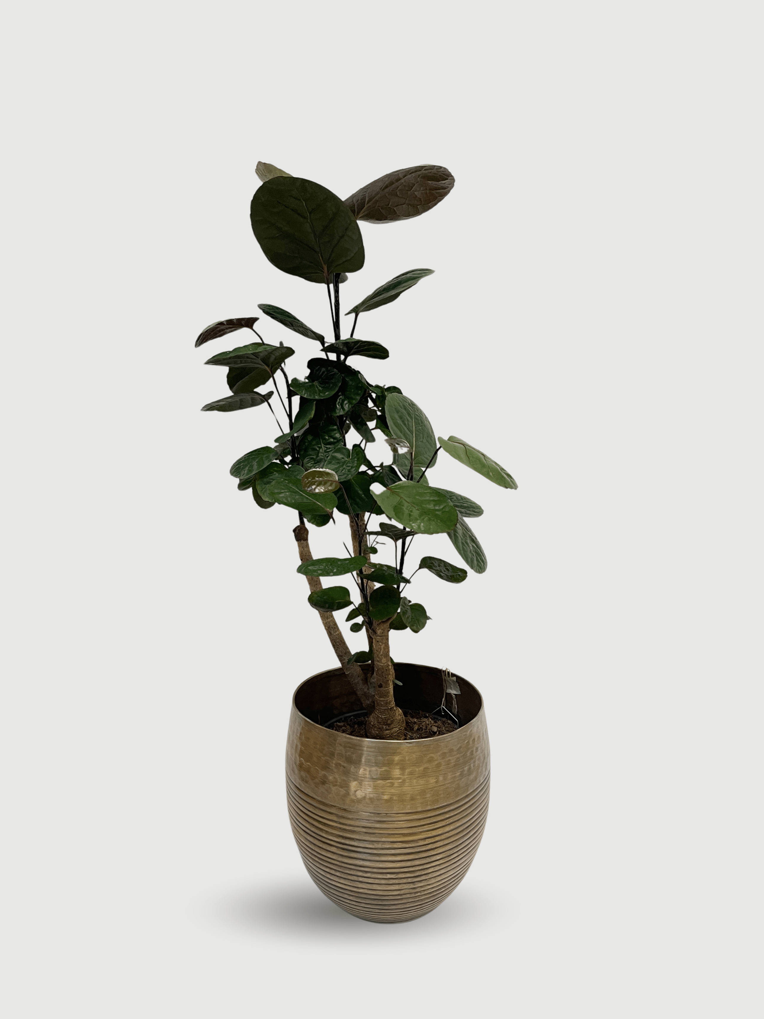 Polyscias Fabian | The Shade-Tolerant Shield Aralia, 70cm