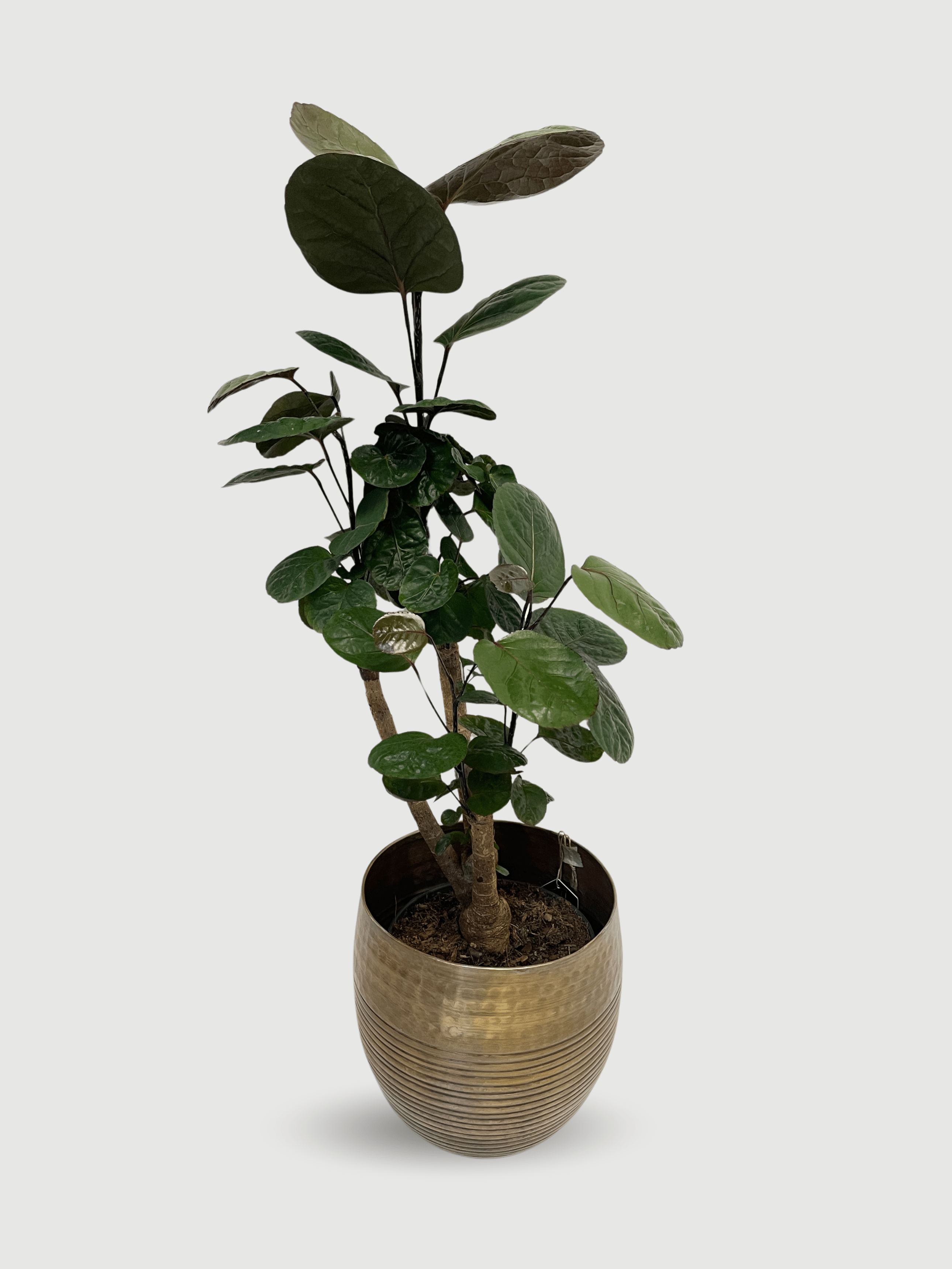 Polyscias Fabian | The Shade-Tolerant Shield Aralia, 70cm