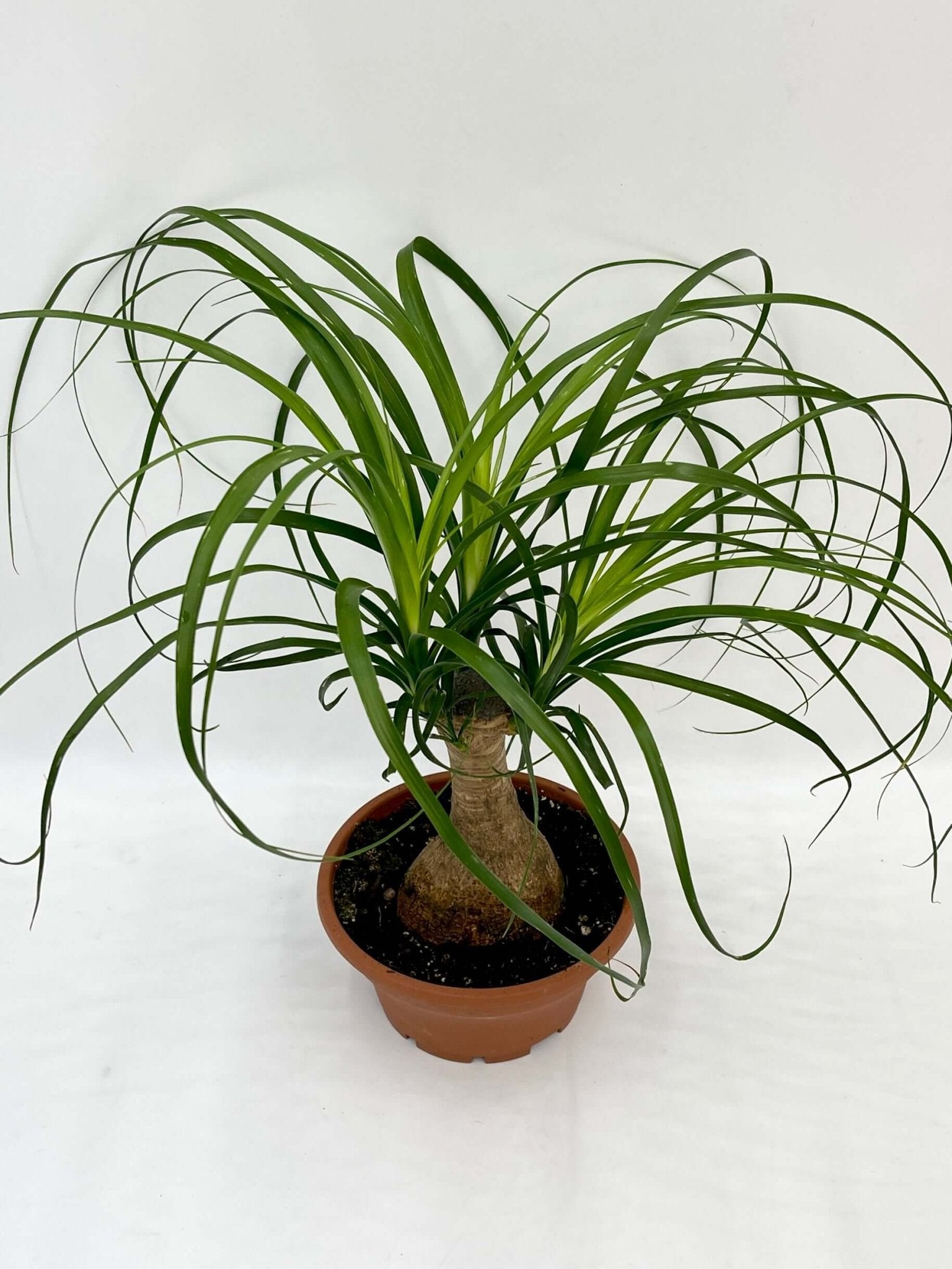Ponytail Palm - Beaucarnea Nolina - Pet Safe Houseplants