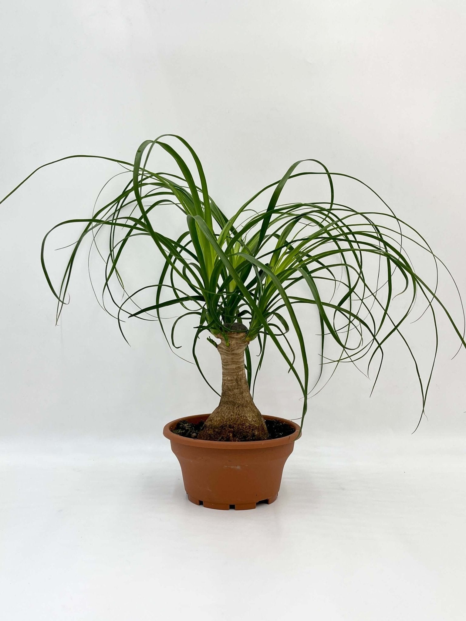 Ponytail Palm - Beaucarnea Nolina - Pet Safe Houseplants
