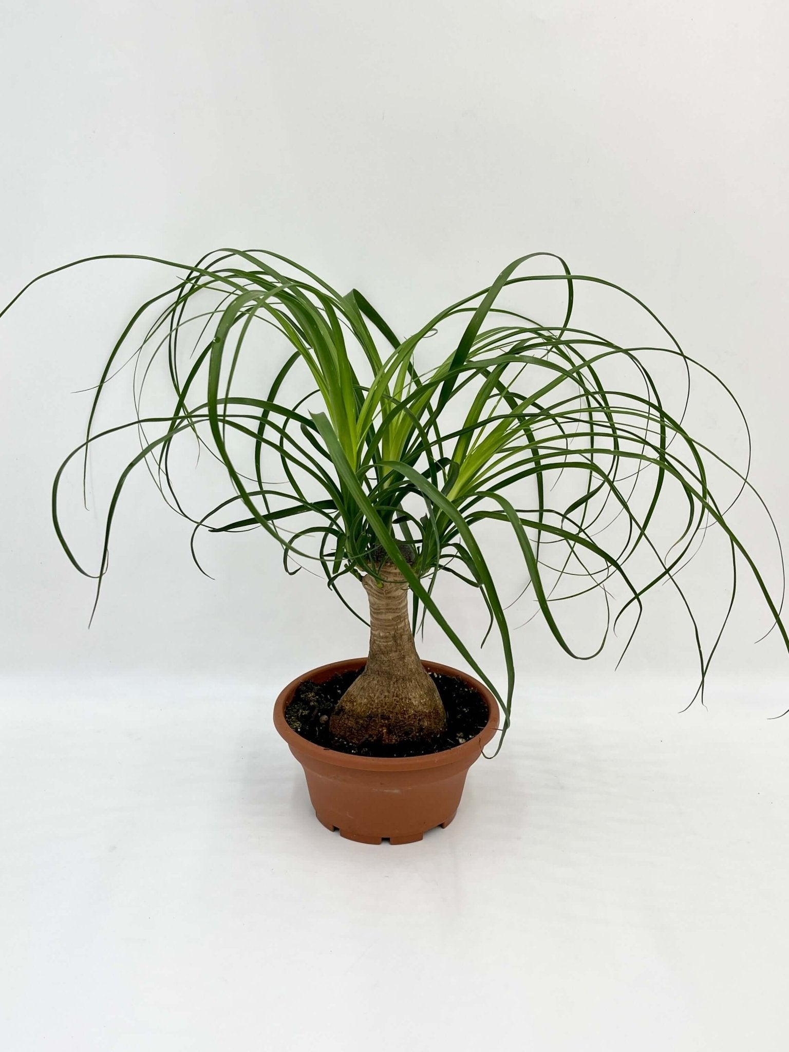 Ponytail Palm - Beaucarnea Nolina - Pet Safe Houseplants