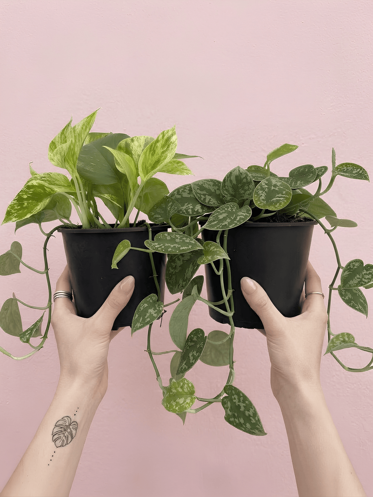 Pothos Houseplant Bundle, Trailing Plants, Air Purifying Plants - Rebel Plants