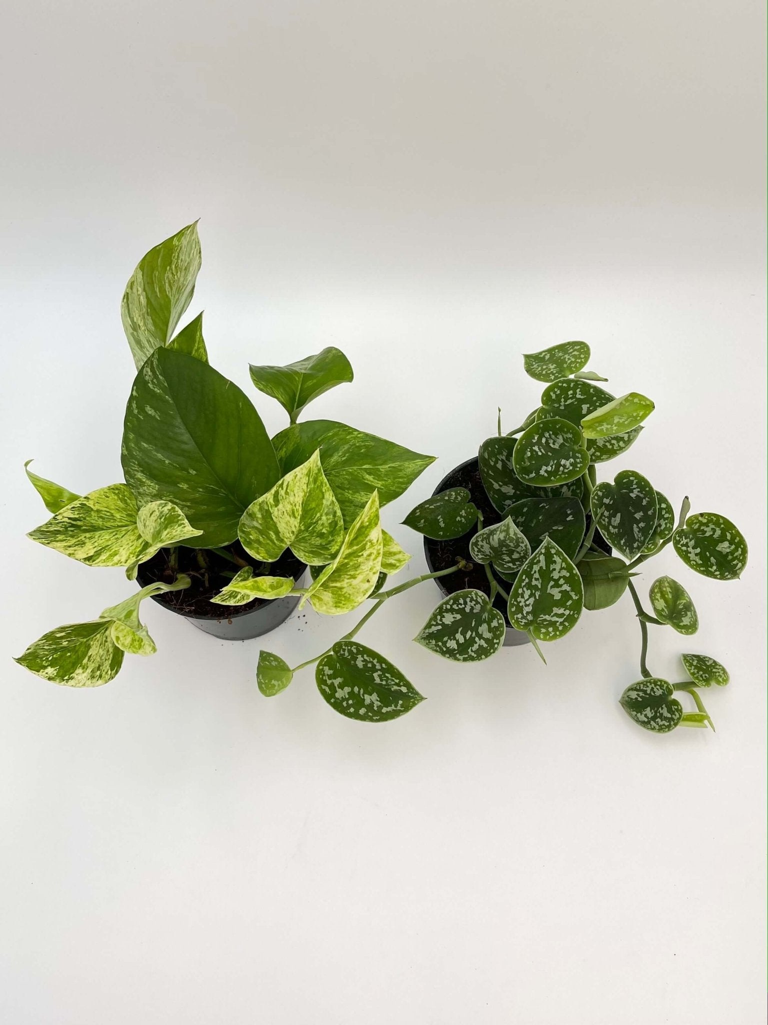 Pothos Houseplant Bundle, Trailing Plants, Air Purifying Plants