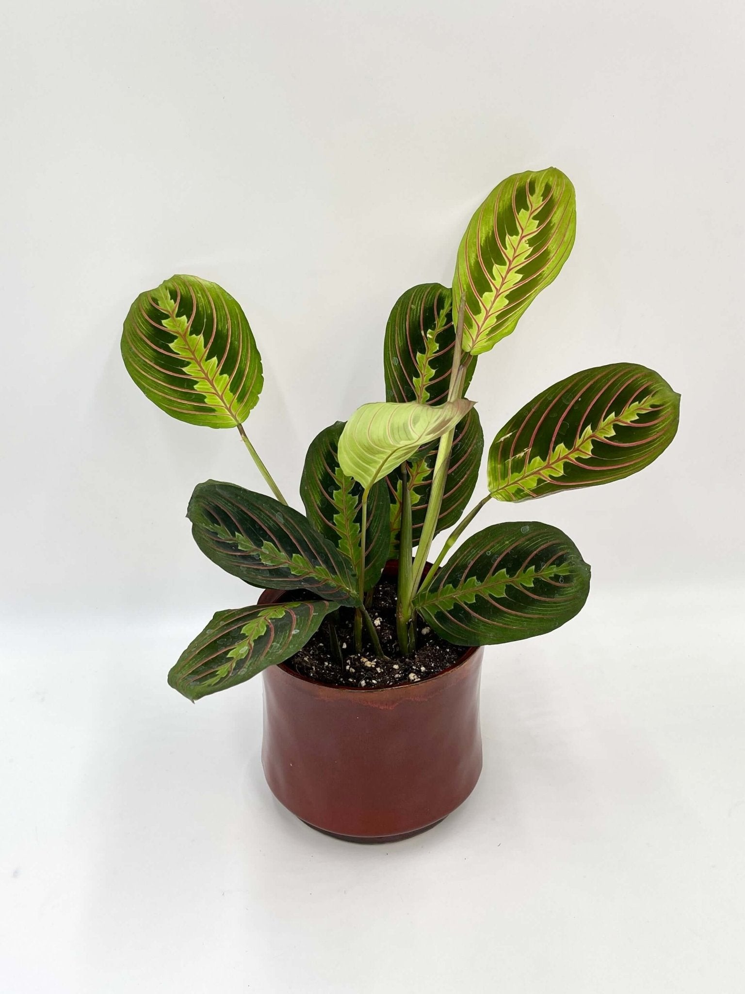 is prayer plant pet safe Prayer Plant Maranta Fascinator