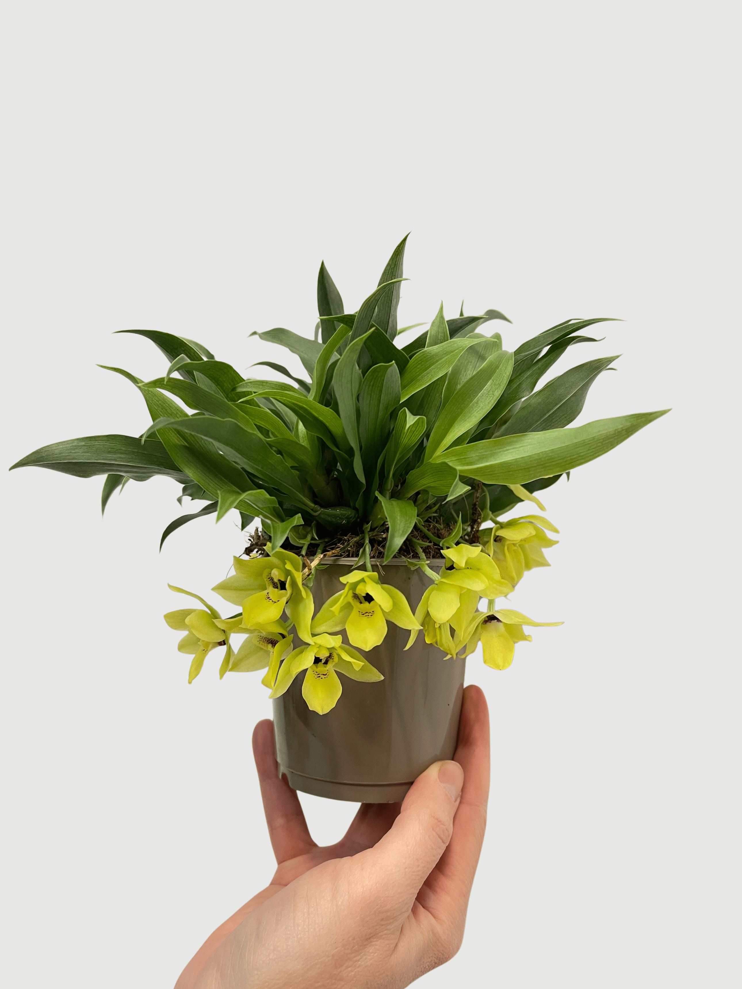 Promenaea Sunlight Orchid | Compact Yellow Flowering Plant | Rare Finds - Rebel Plants
