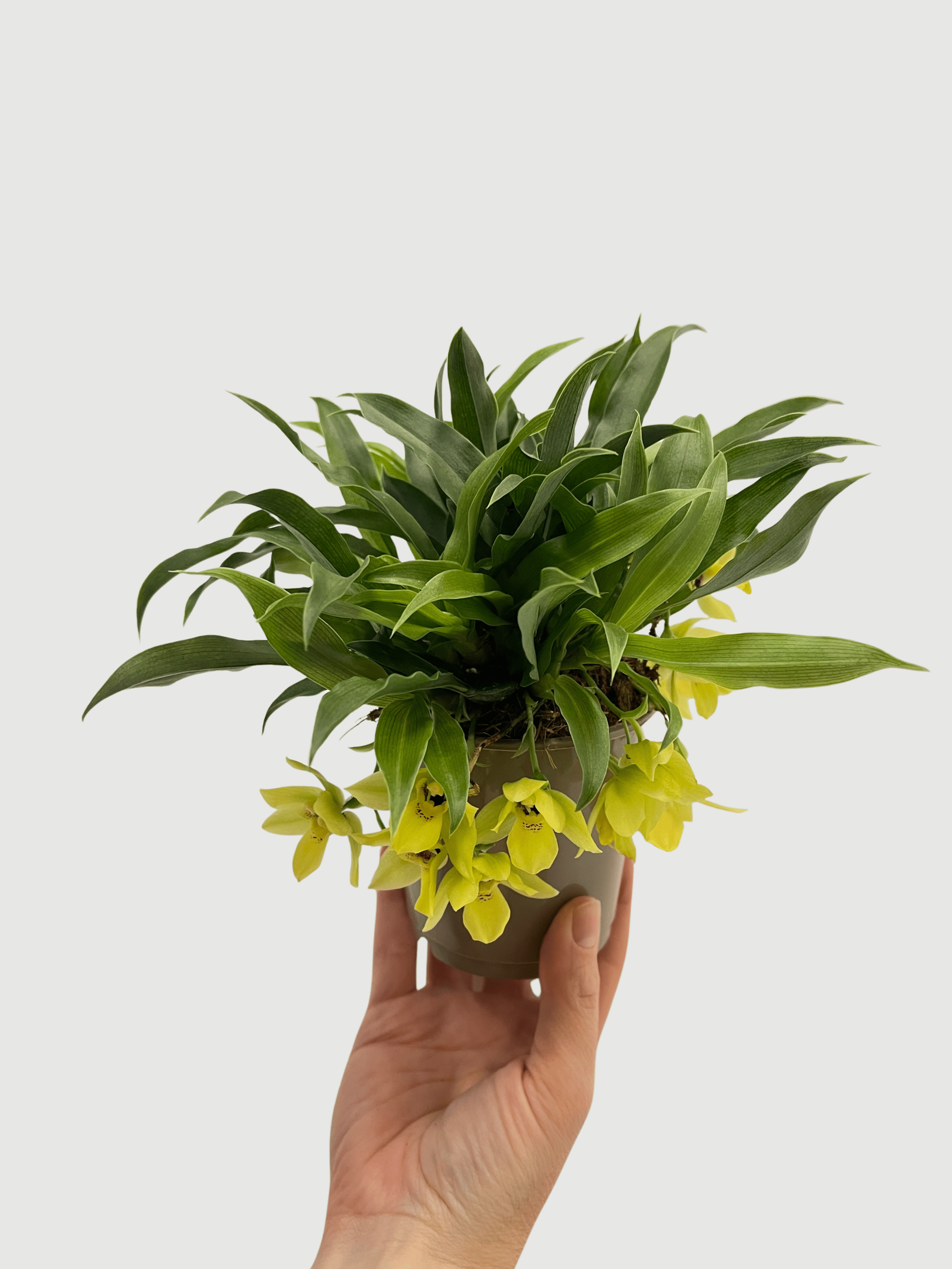 Promenaea Sunlight Orchid | Compact Yellow Flowering Plant | Rare Finds - Rebel Plants