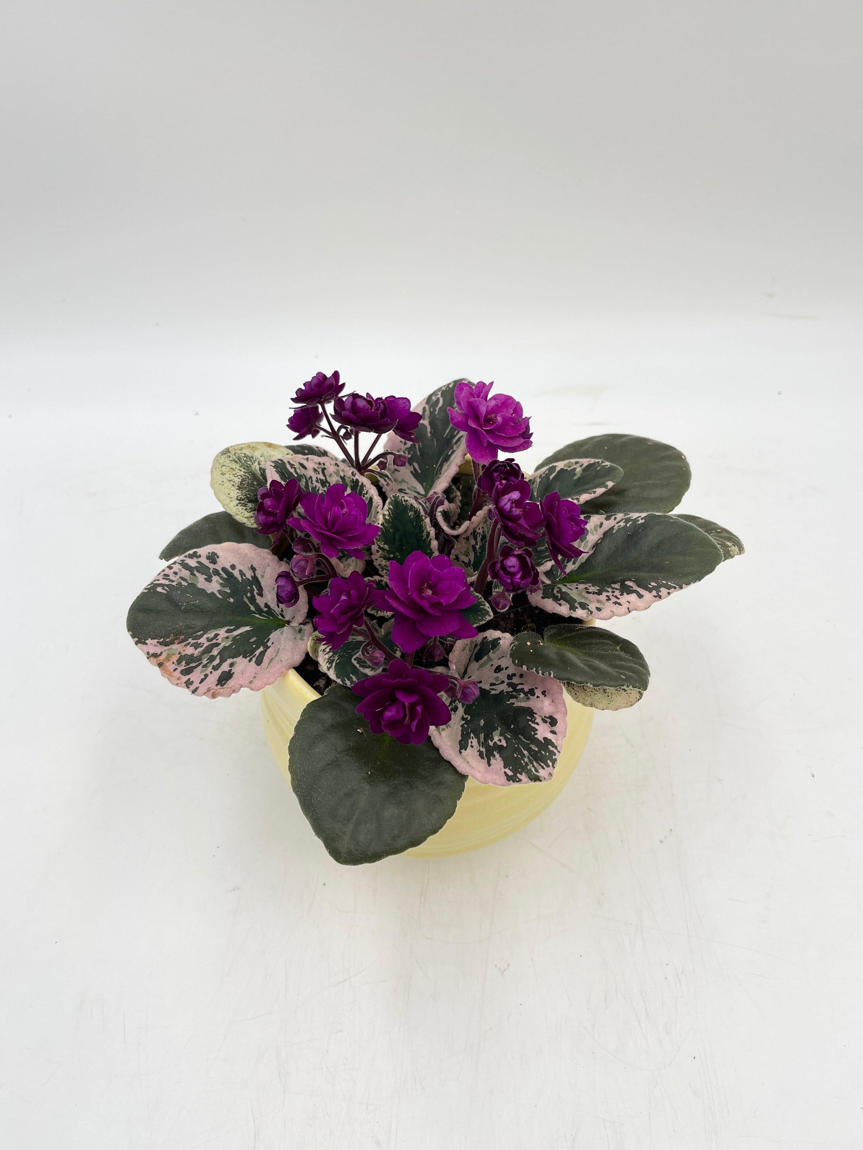 Rare Variegated African Violet Plant Saintpaulia Hovariagata