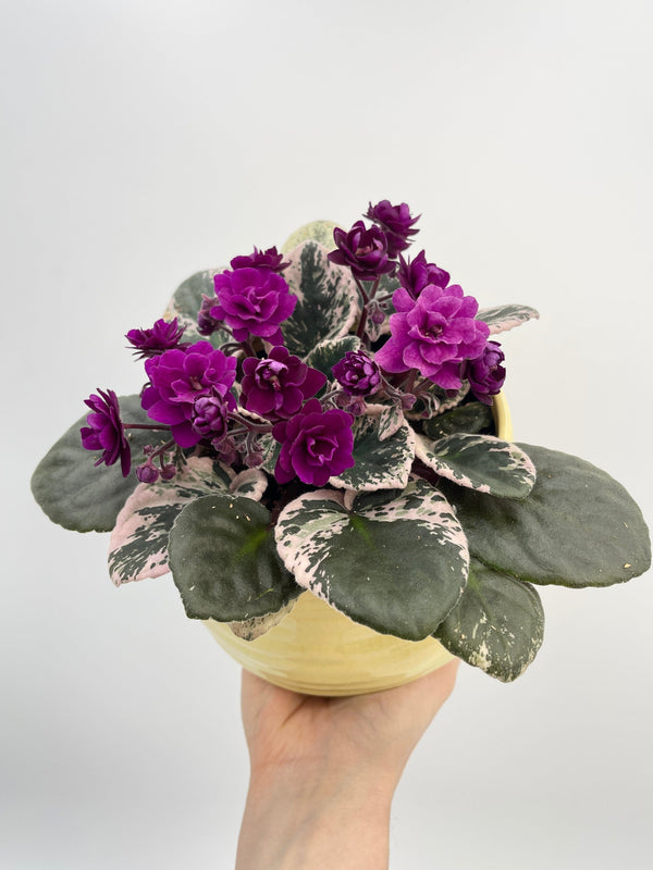 Rare Variegated African Violet Plant Saintpaulia Hovariagata