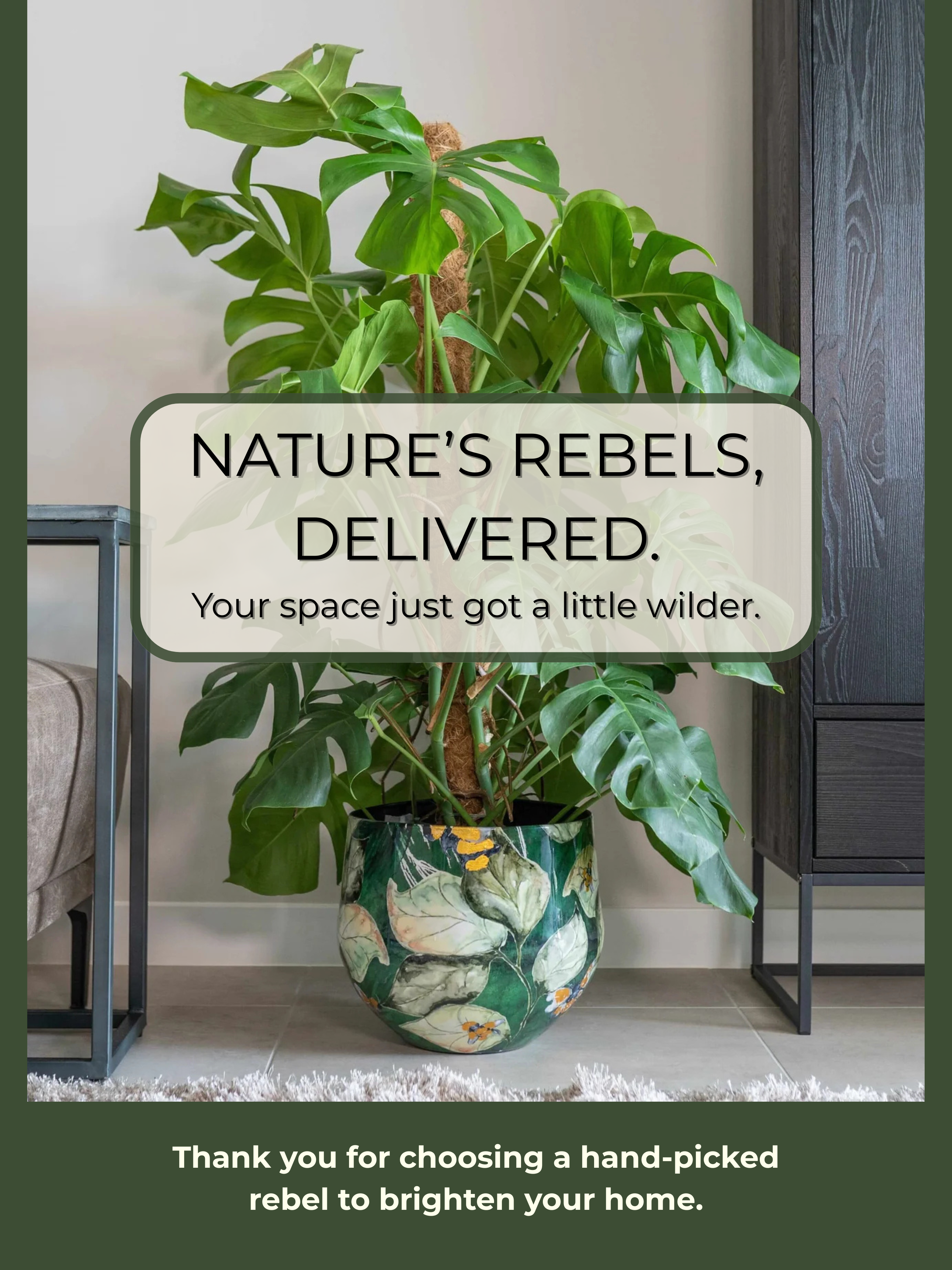 Sansevieria cylindrica 'Straight' 40cm - Cylindrical Snake Plant | Rebel Plants