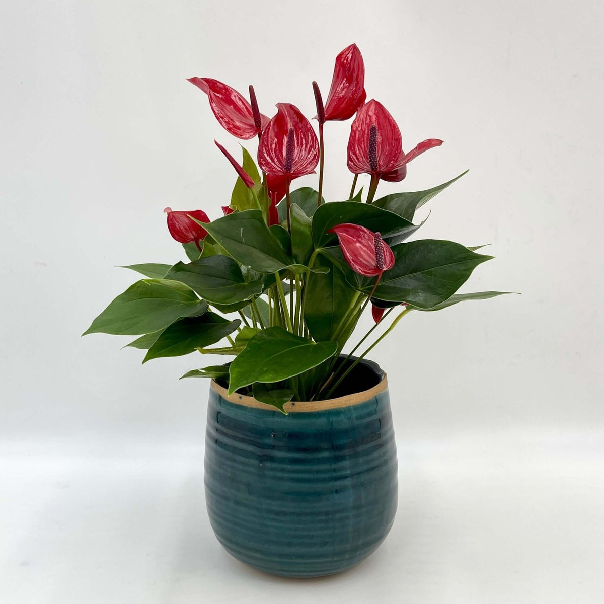 anthurium small talk red Red Flowering Houseplant, Anthurium Banderola Lava