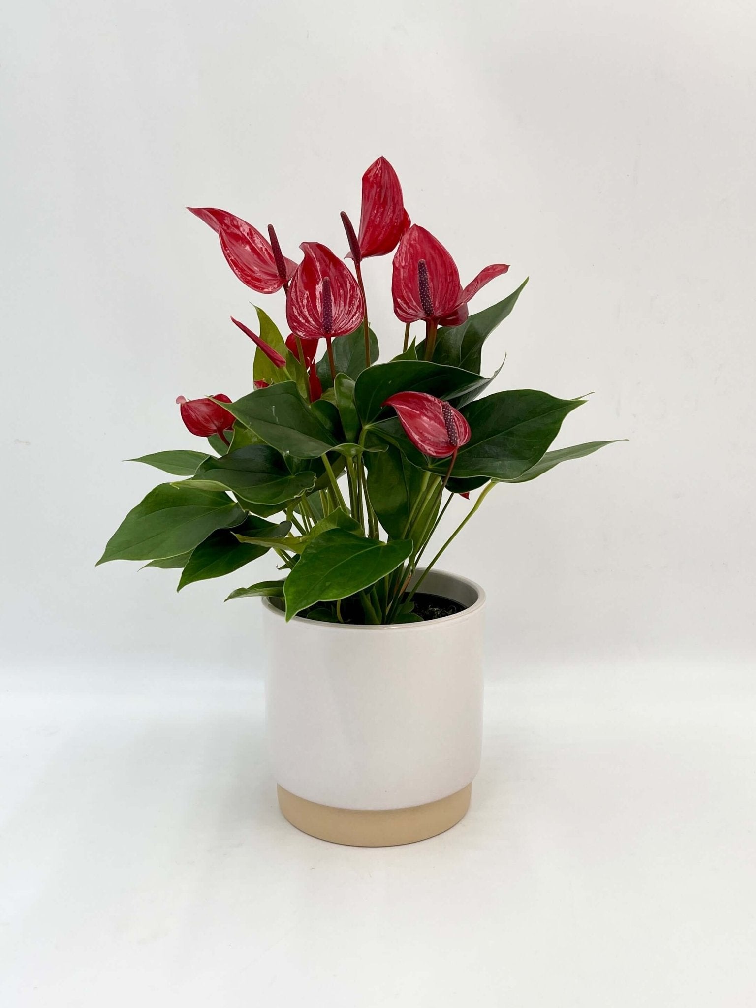 Anthurium Banderola Lava | Red Flowering Plant, Low Maintenance Plant