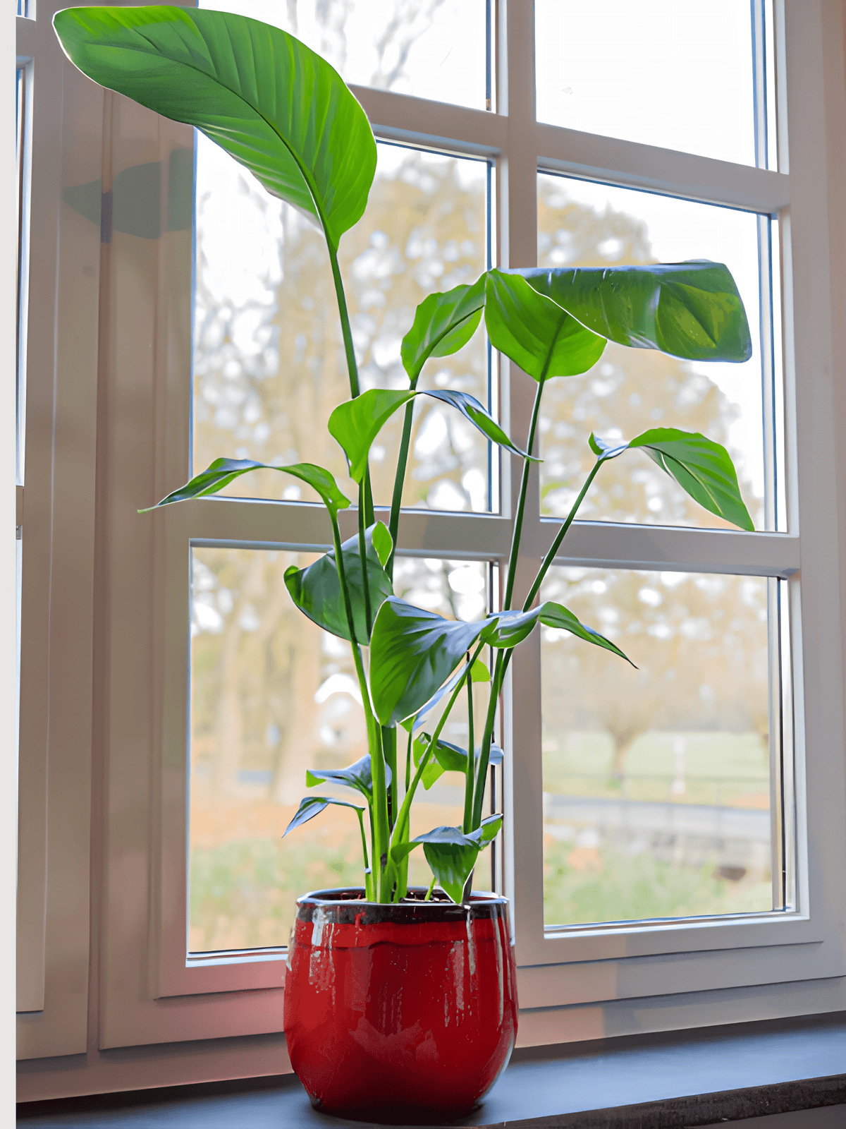 Red Plant Pot Charlotte - Retro Ceramic Plant Pot - Multiple Sizes - Rebel Plants