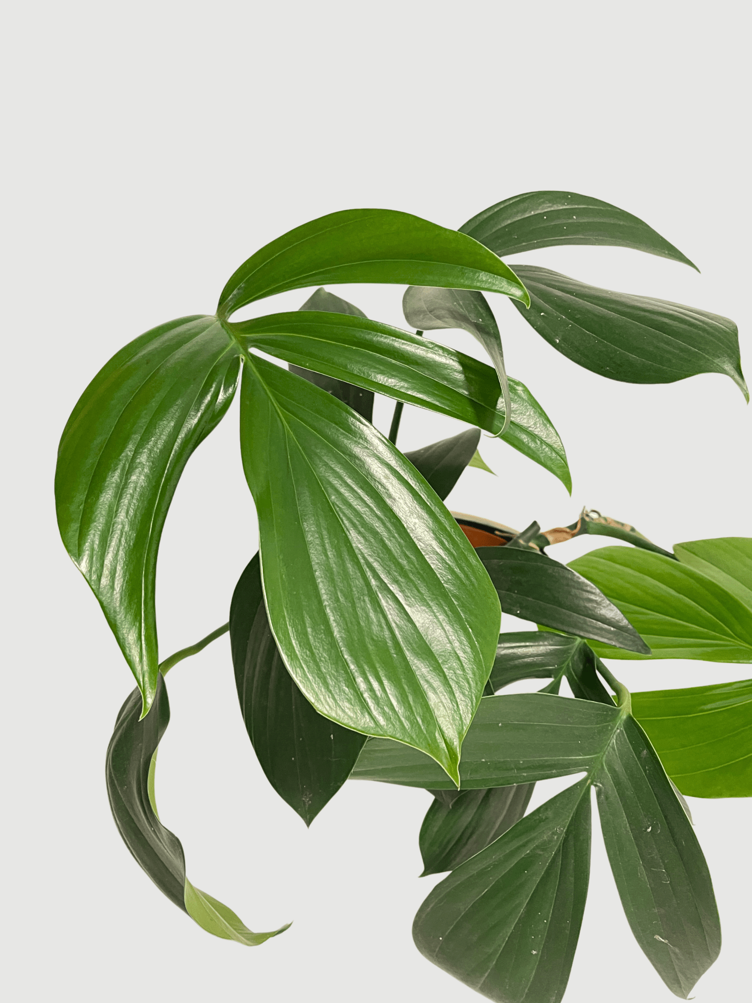 Rhaphidophora Decursiva | Dragon Tail Plant, Exact Plant - Rebel Plants