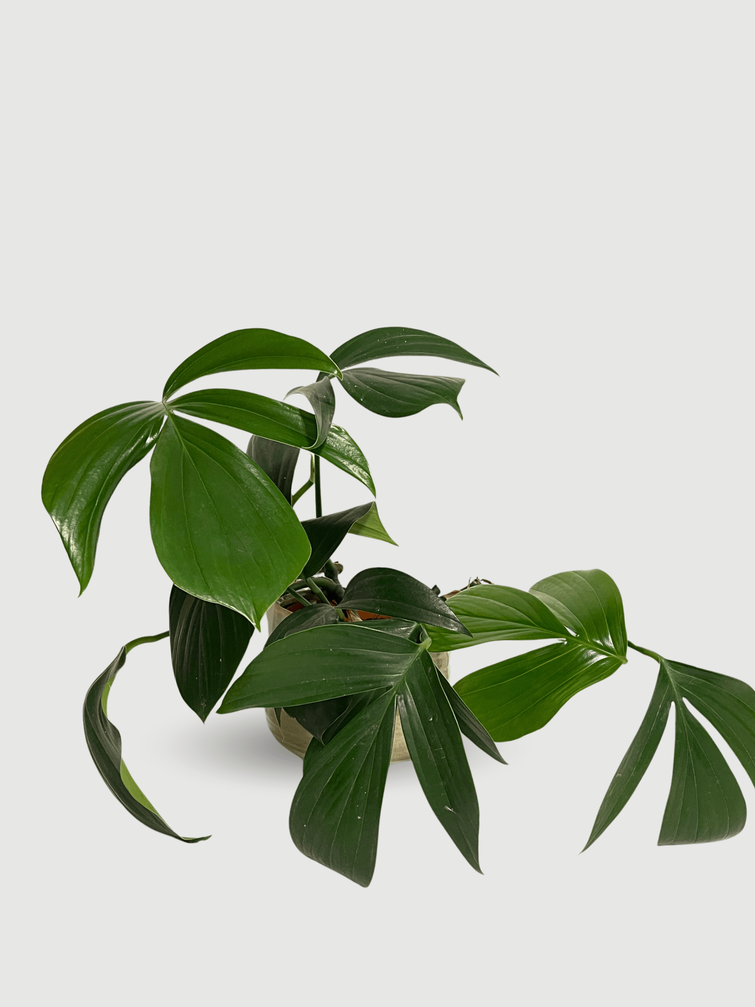 philodendron dragon tail vs rhaphidophora decursiva Rhaphidophora Decursiva