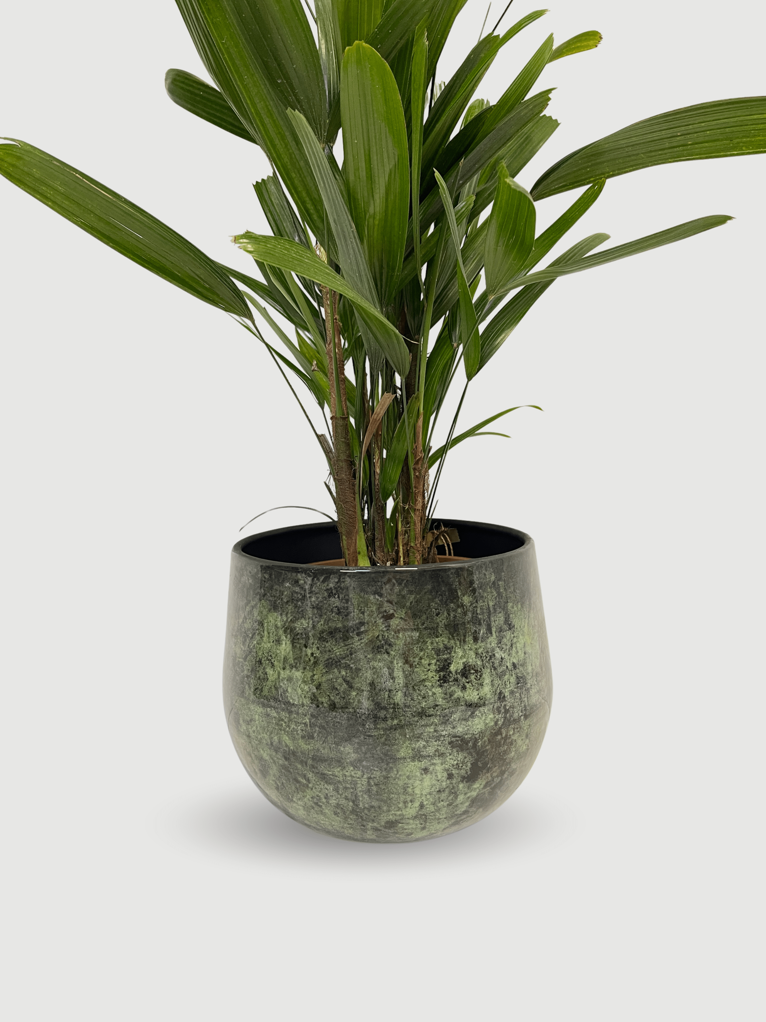 Rhapis excelsa Lady Palm | Hardy Indoor Fan Palm, 70 - 80cm - Rebel Plants