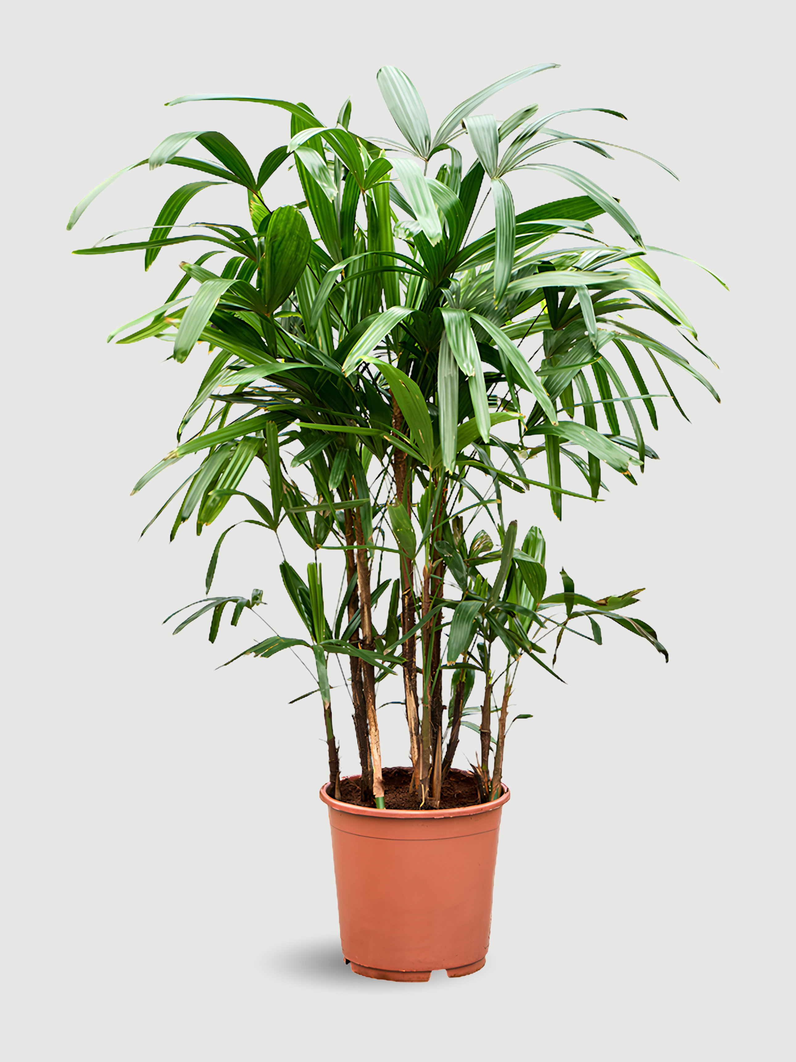 Rhapis excelsa Lady Palm | Hardy Indoor Fan Palm, 70-80cm - Rebel Plants