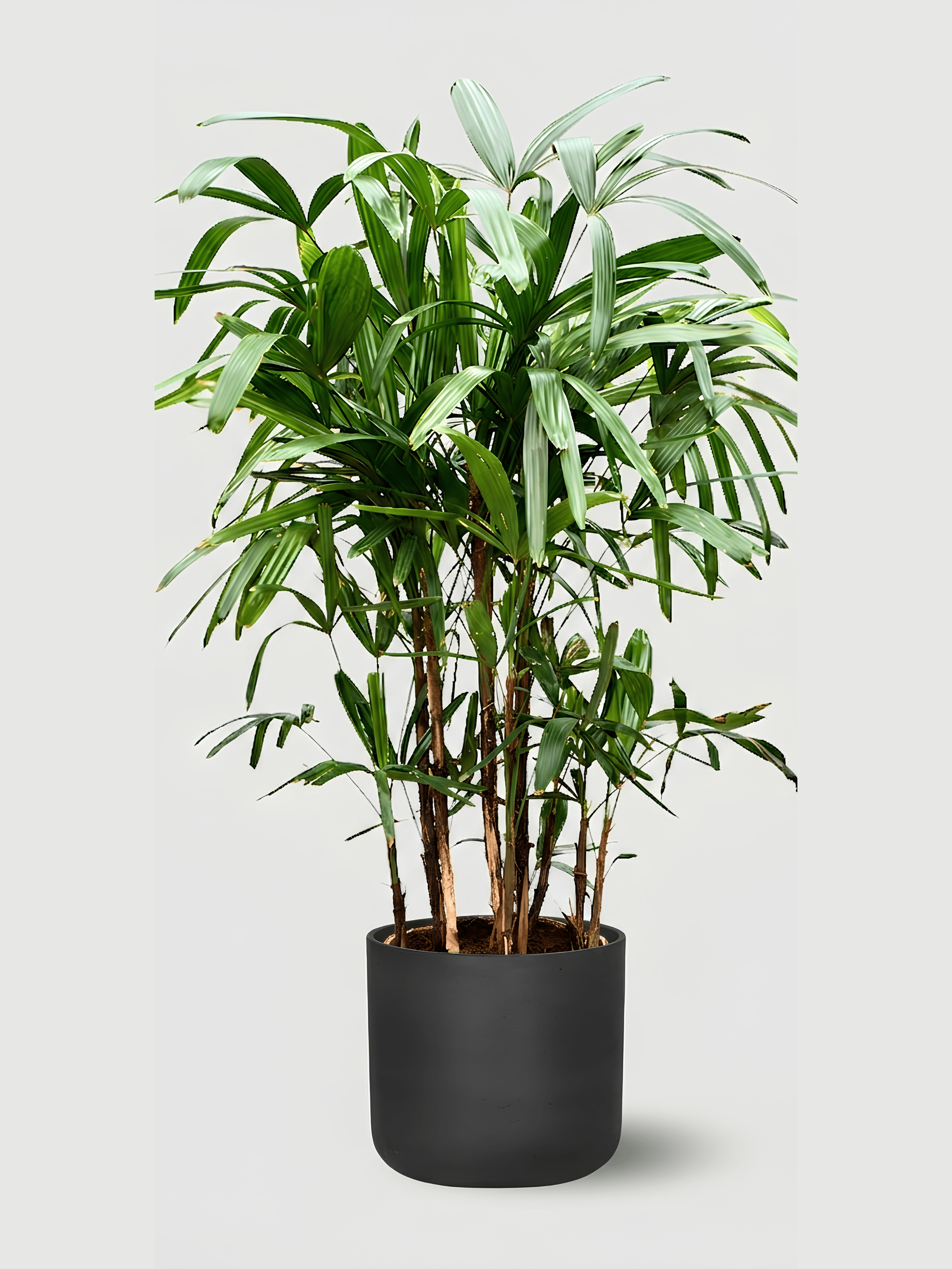 Rhapis excelsa Lady Palm | Hardy Indoor Fan Palm, 70-80cm - Rebel Plants