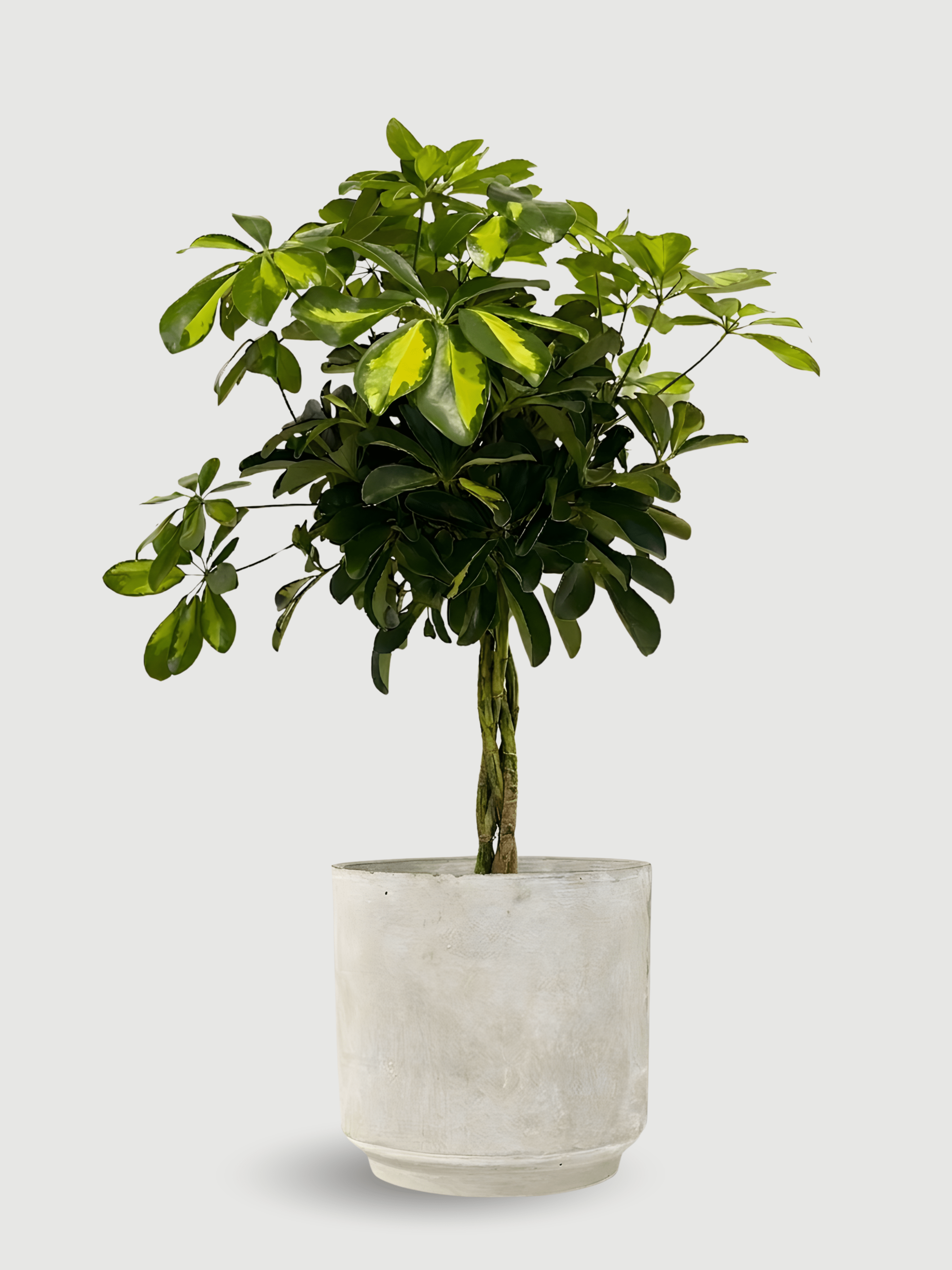 Saar Cement Pot, D20cm - Rebel Plants
