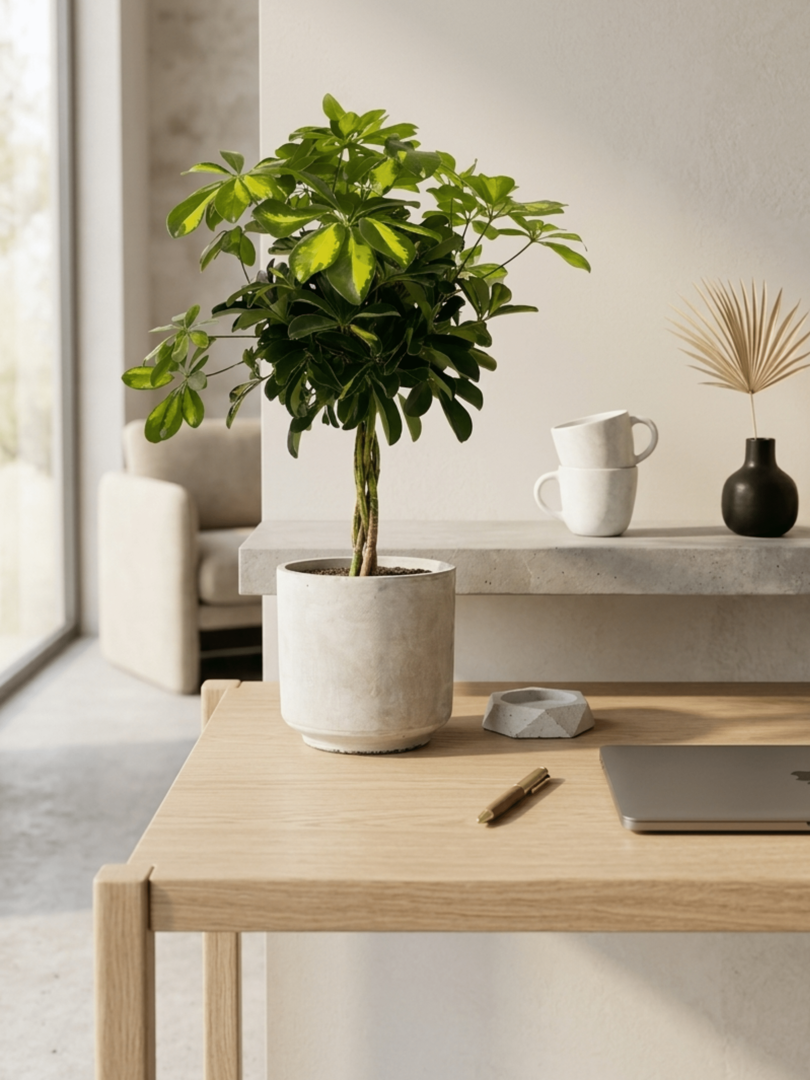 Saar Cement Pot, D20cm - Rebel Plants