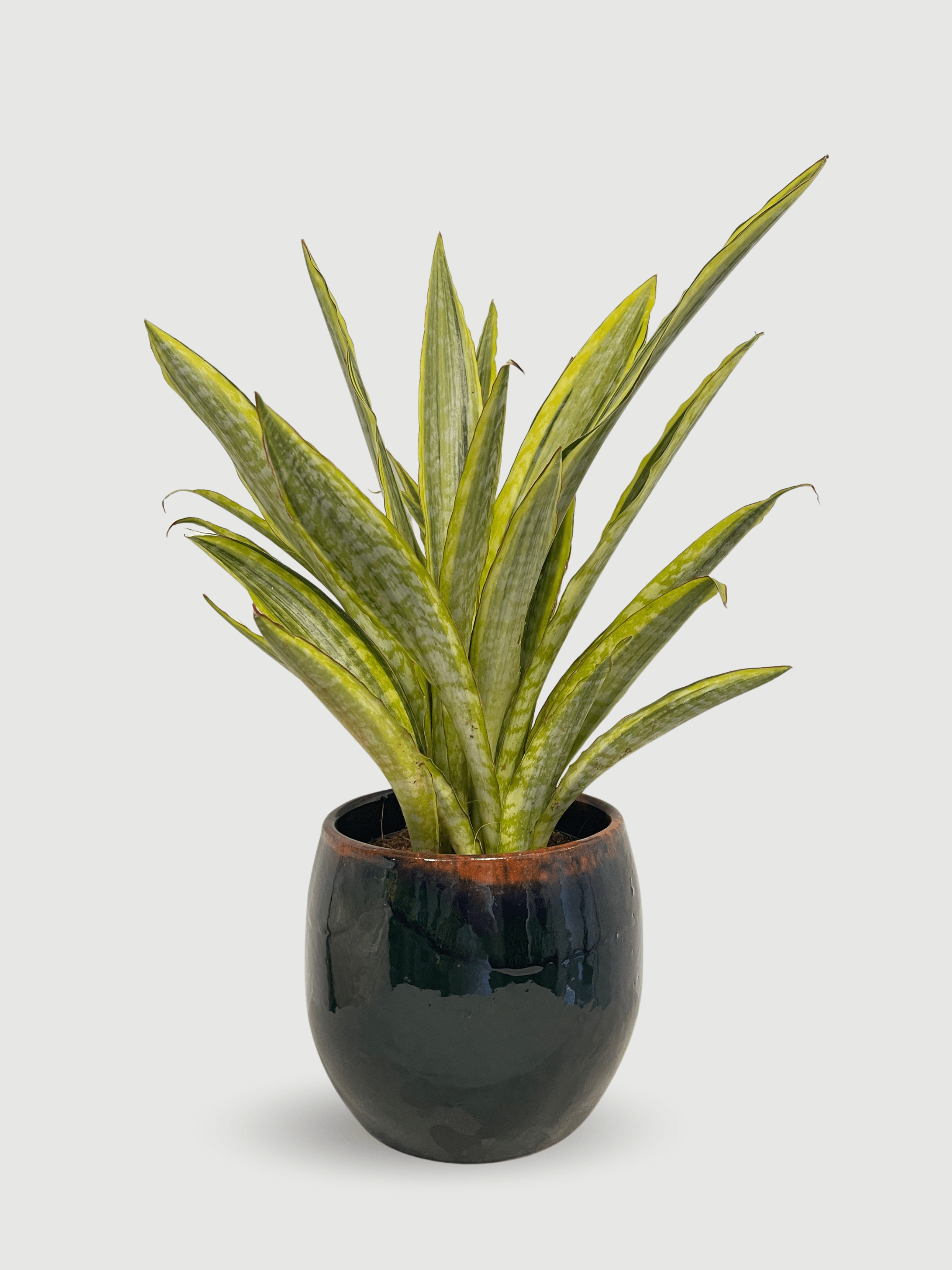 Sansevieria Aubrytiana 'Lauren' (40-45cm) | Variegated Snake Plant – Rebel Plants - Rebel Plants