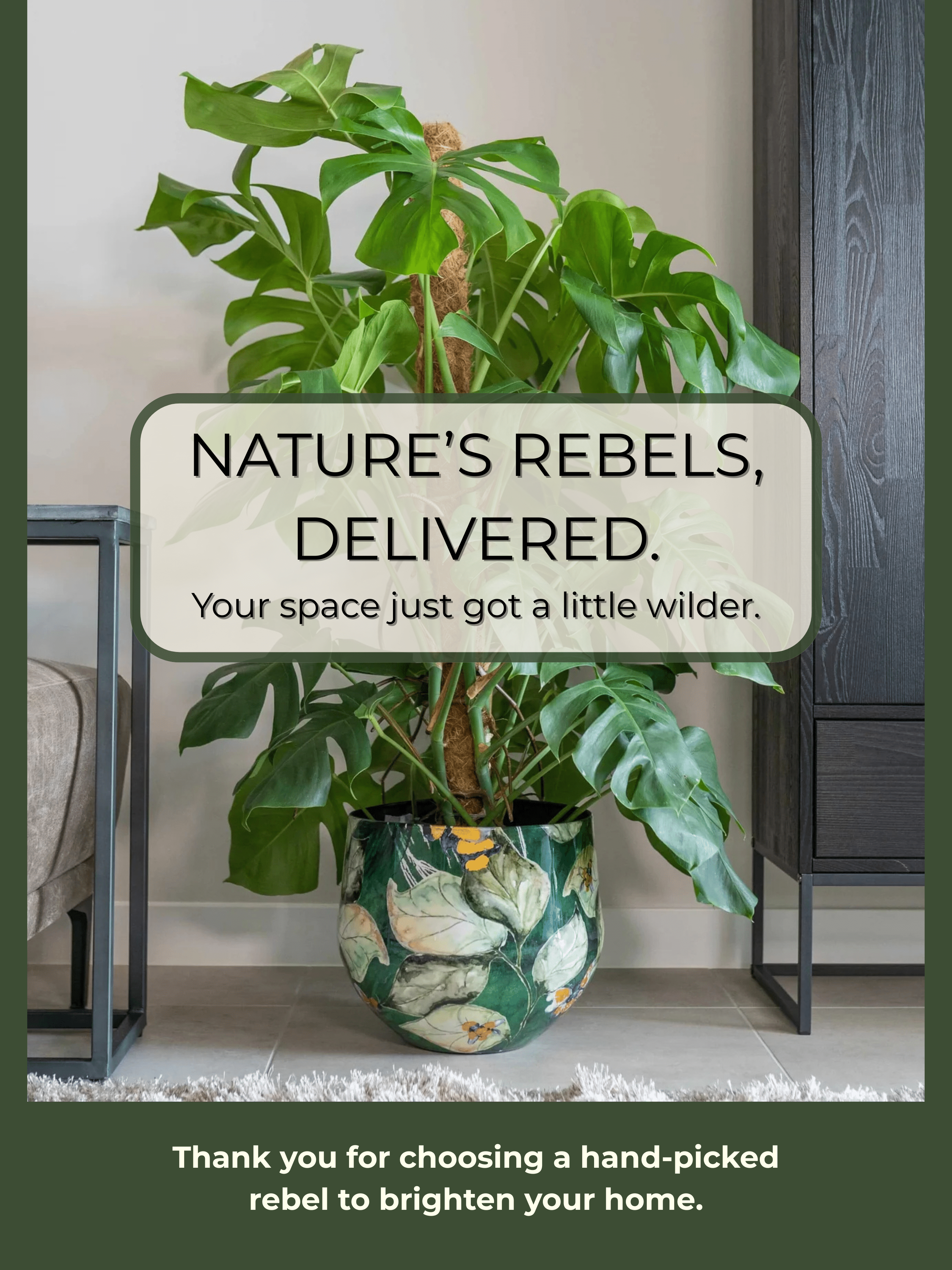 Sansevieria Aubrytiana 'Lauren' (40-45cm) | Variegated Snake Plant – Rebel Plants - Rebel Plants