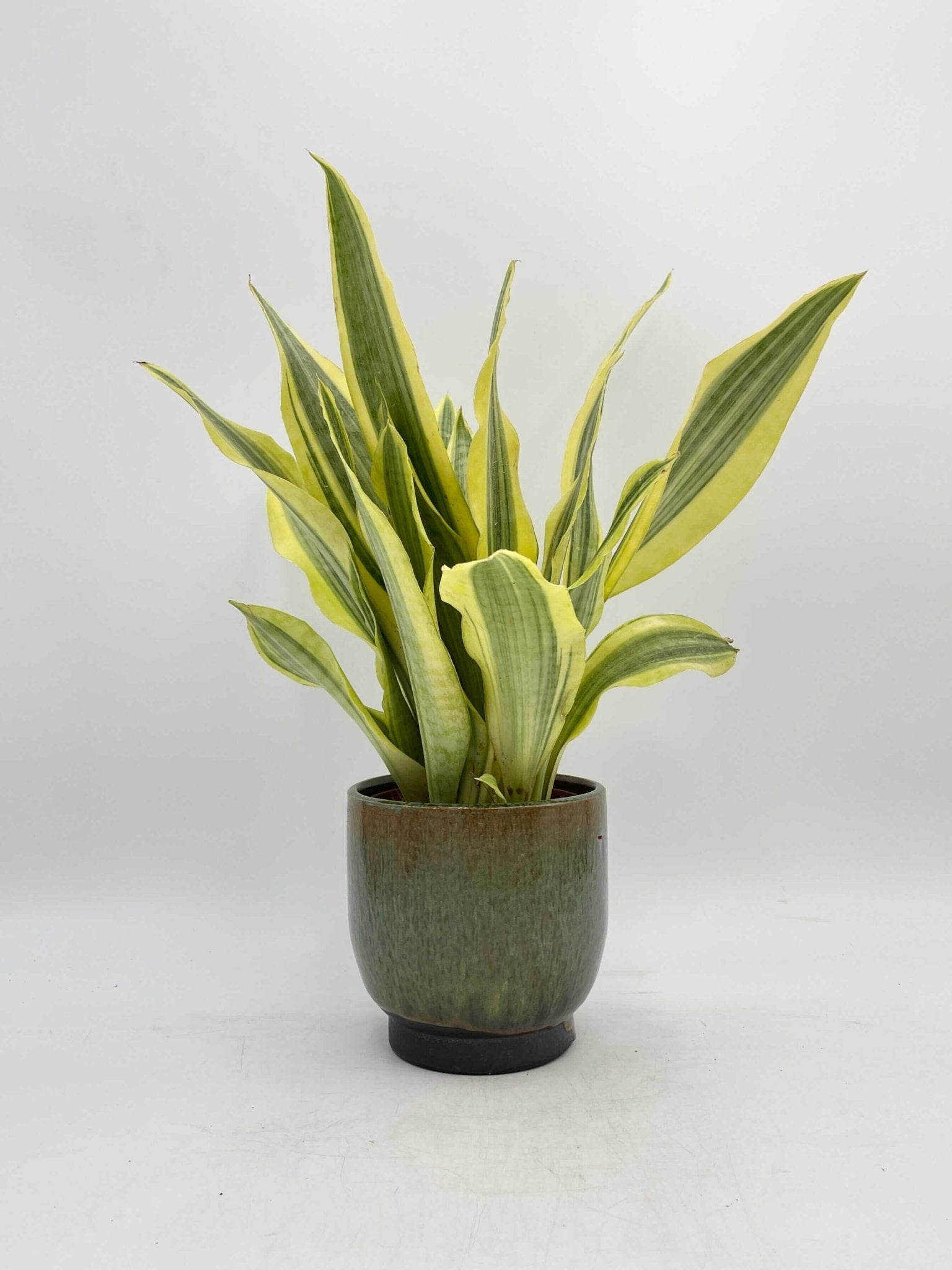 Sansevieria Aubrytniana, Yellowstone, Easy Care Plant, Air purifier plant