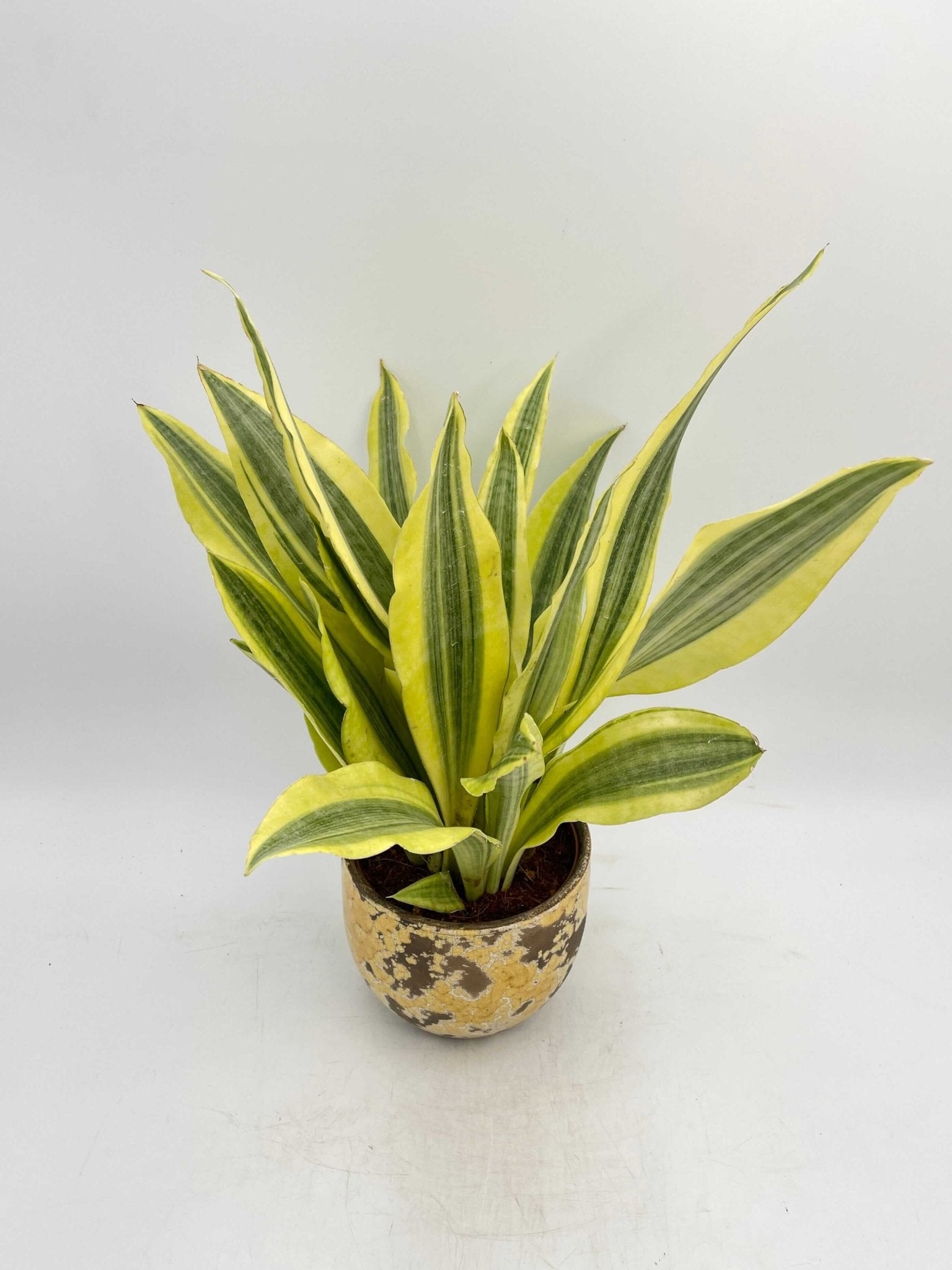 Sansevieria Aubrytniana, Yellowstone, Easy Care Plant, Air purifier plant
