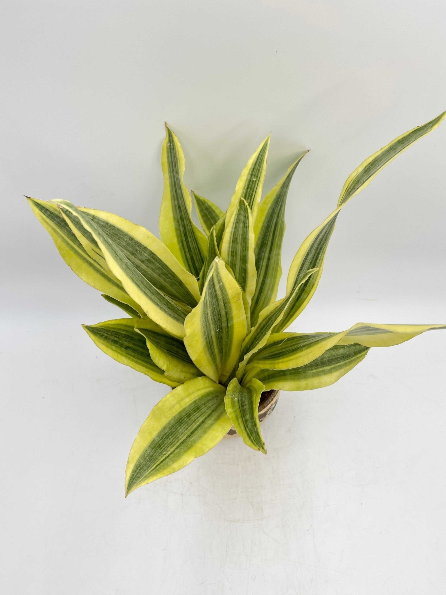 Sansevieria Aubrytniana, Yellowstone, Easy Care Plant, Air purifier plant