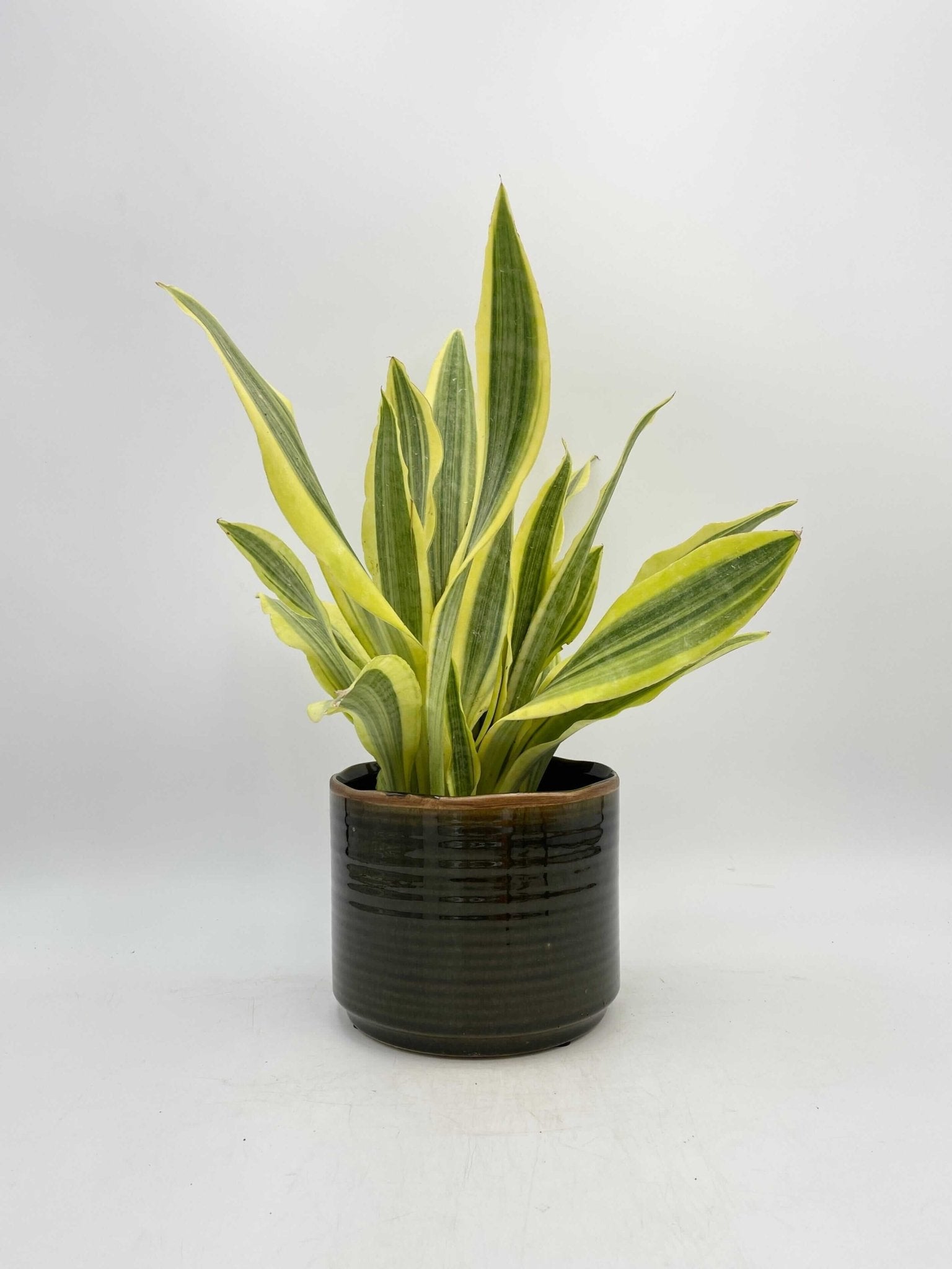 Sansevieria Aubrytniana, Yellowstone, Easy Care Plant, Air purifier plant
