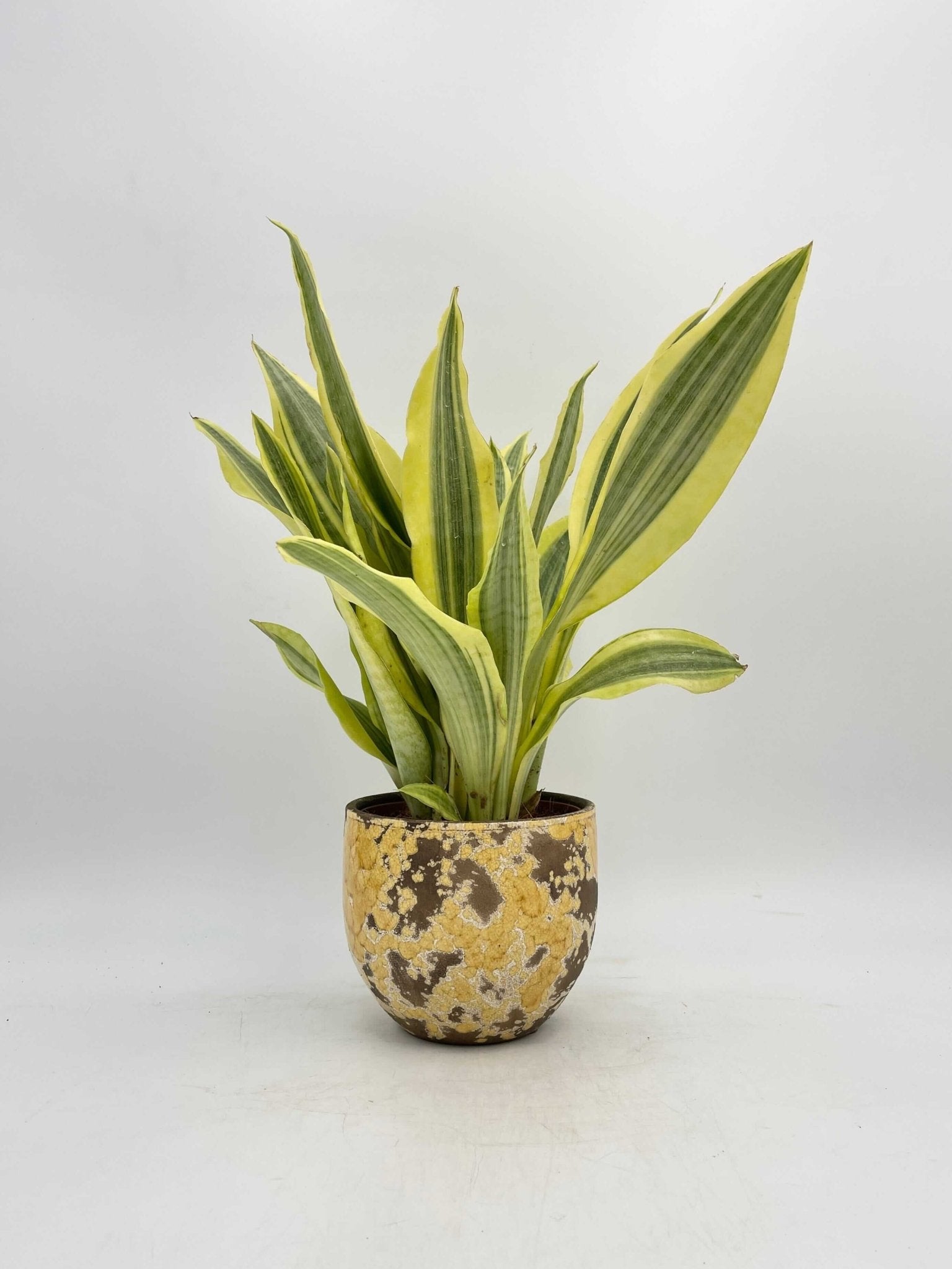 Sansevieria Aubrytniana, Yellowstone, Easy Care Plant, Air purifier plant