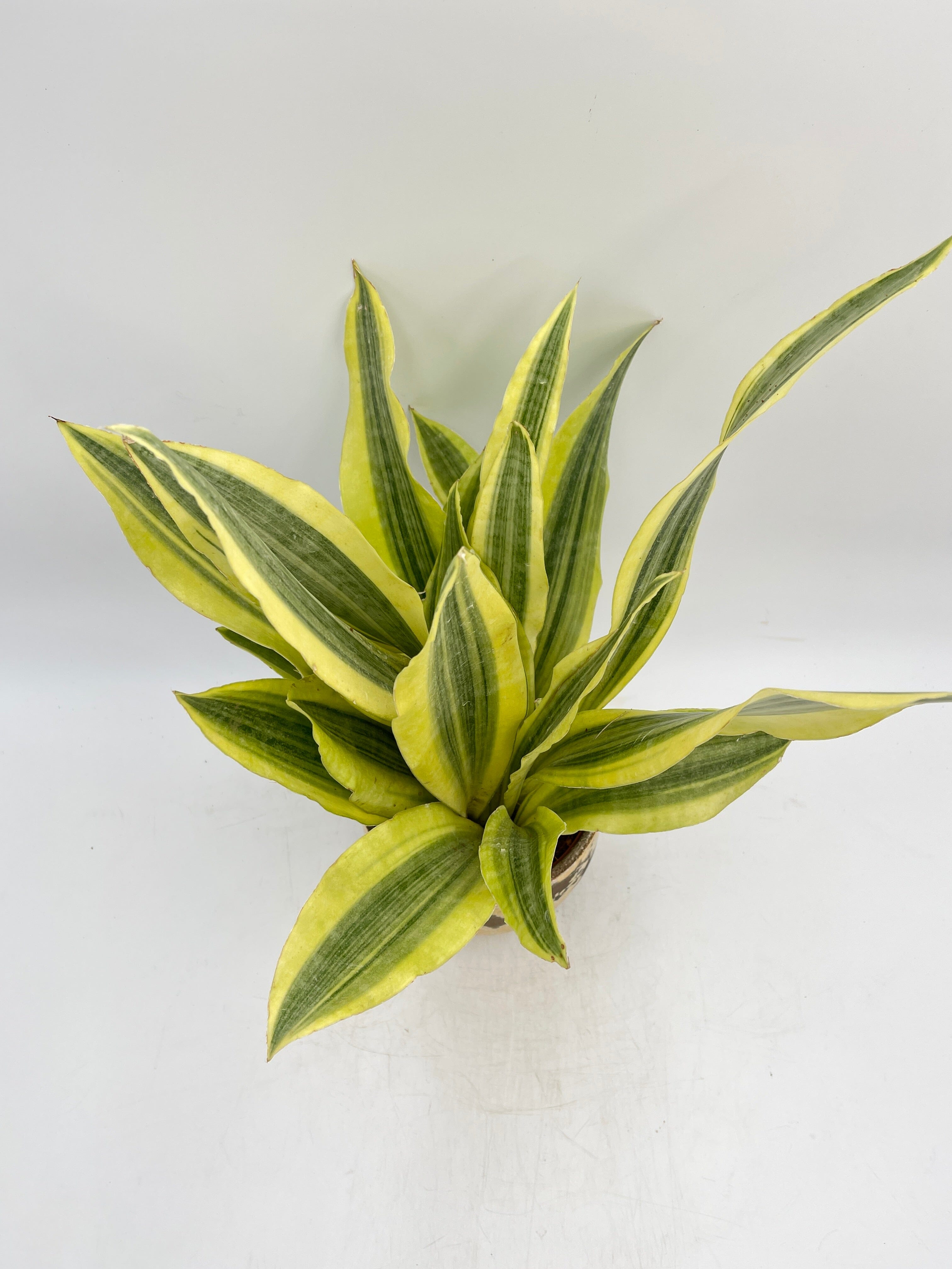 Sansevieria Aubrytniana, Yellowstone