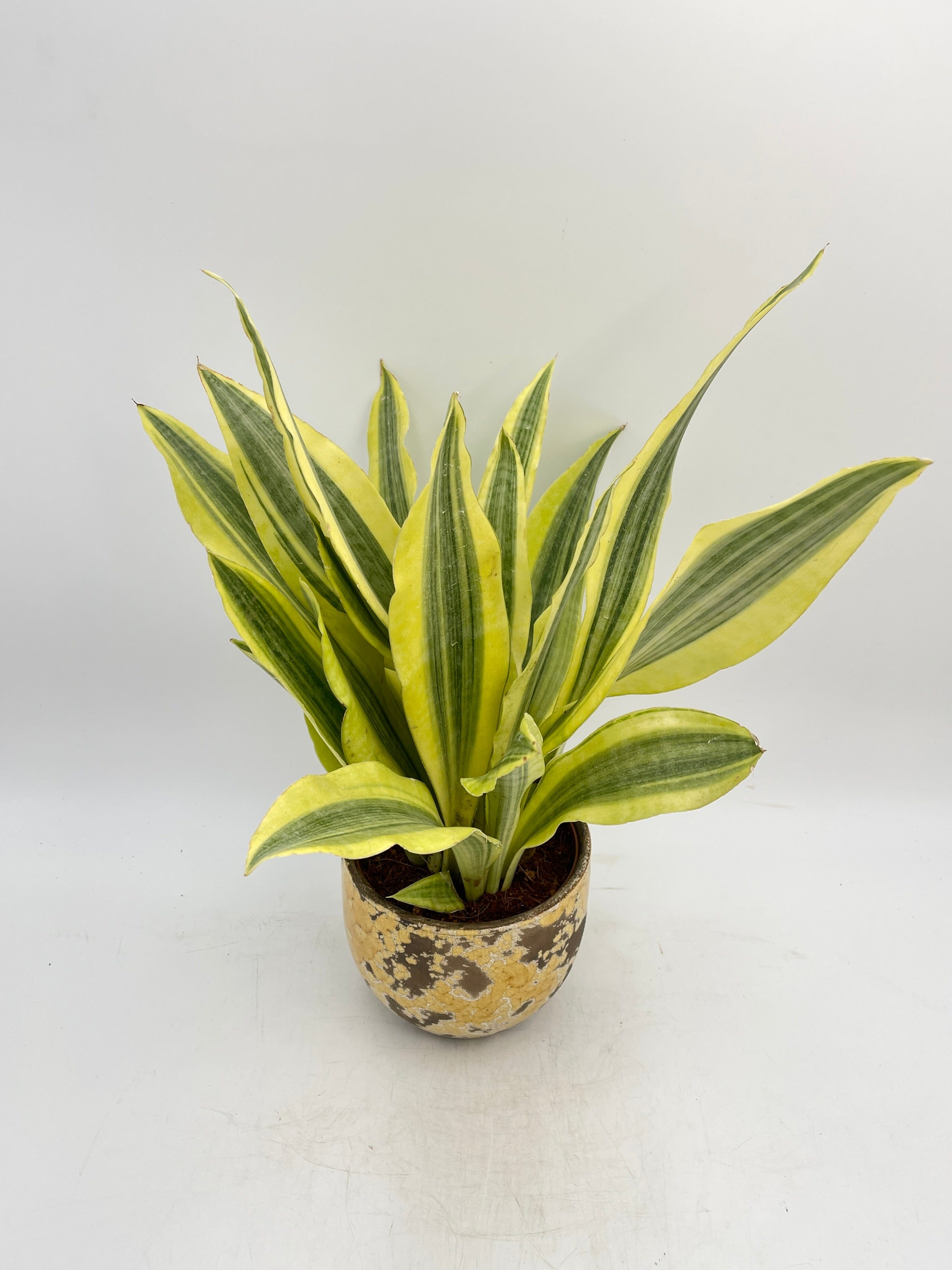 Sansevieria Aubrytniana, Yellowstone