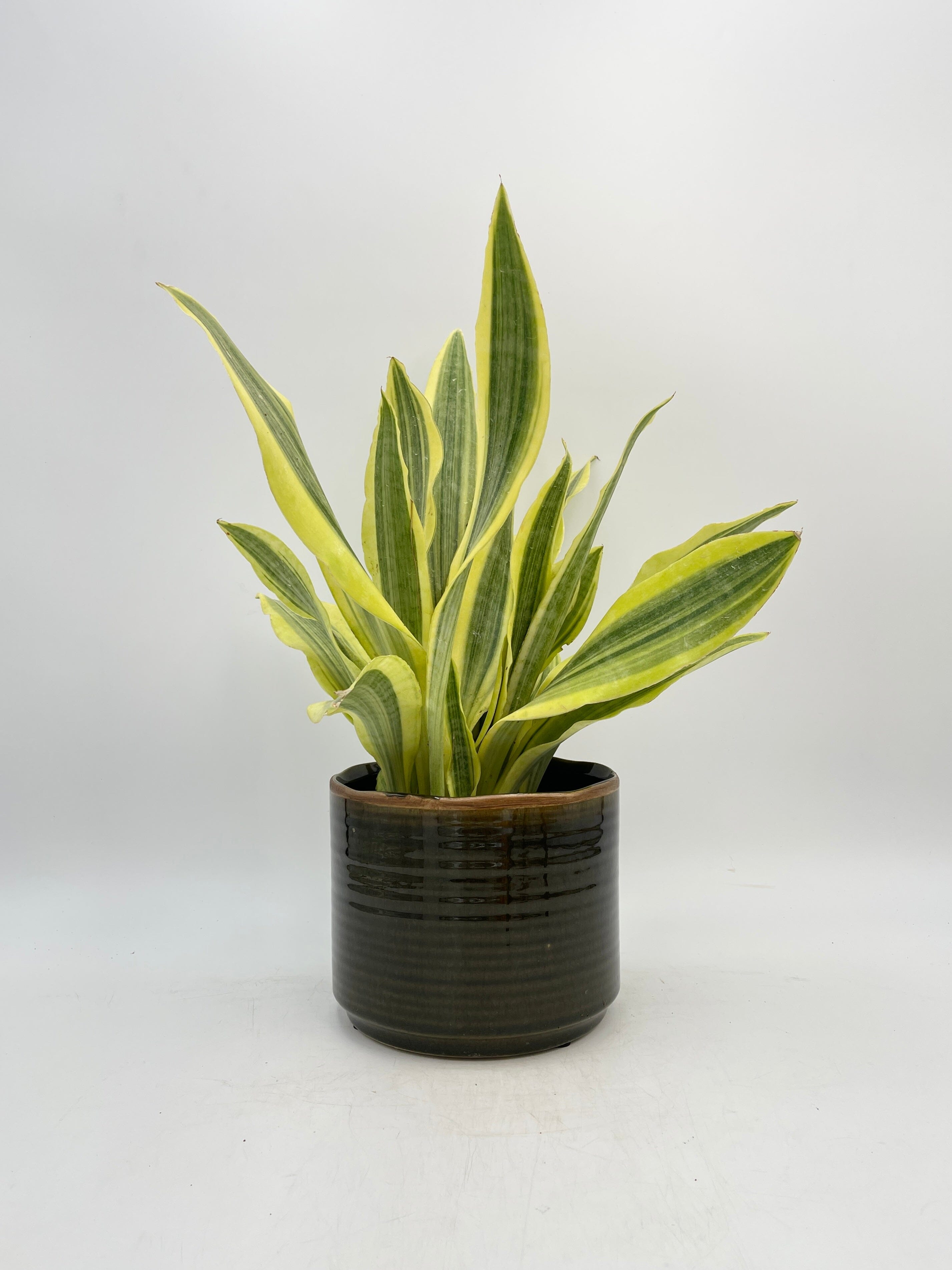 Sansevieria Aubrytniana, Yellowstone