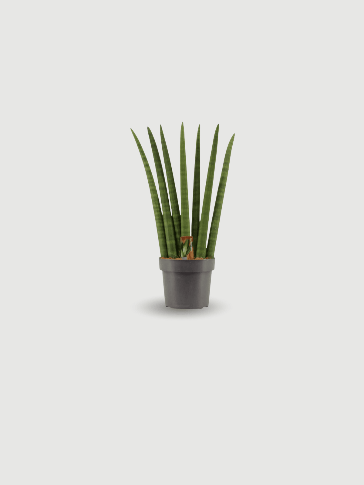 Snake Plant - Sansevieria Cylindrica Straight | Rebel Plants