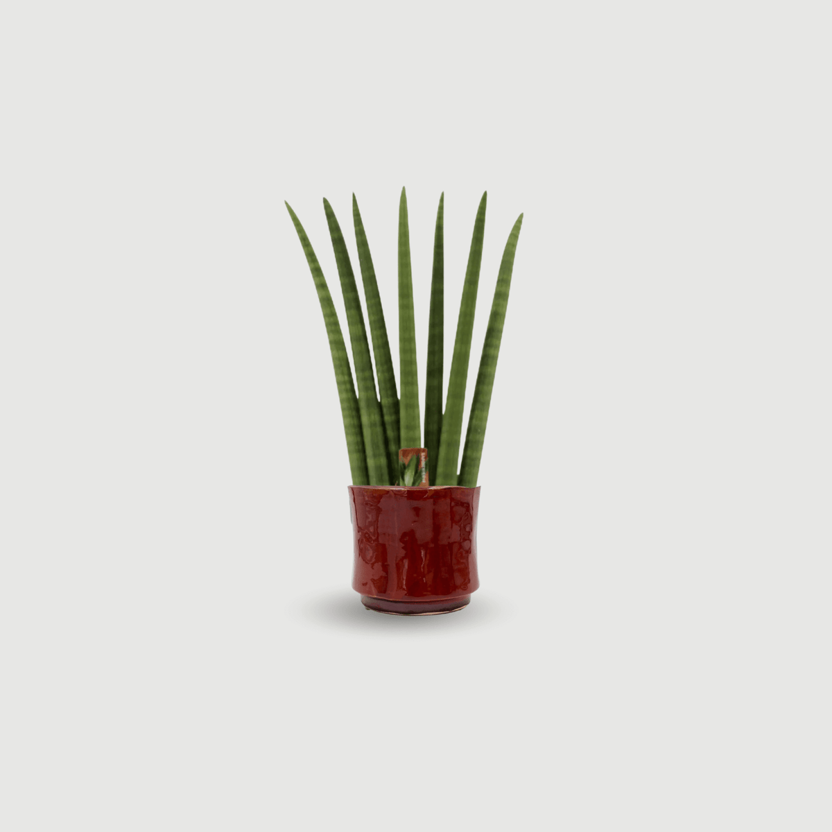 Sansevieria Cylindrica Fan, Snake Plant