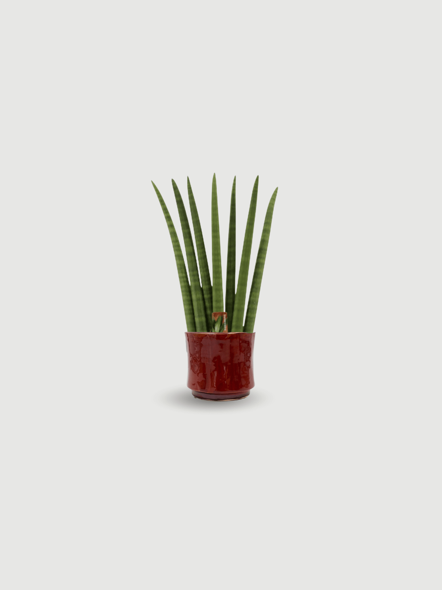 fan snake plant Sansevieria Cylindrica Fan, Snake Plant