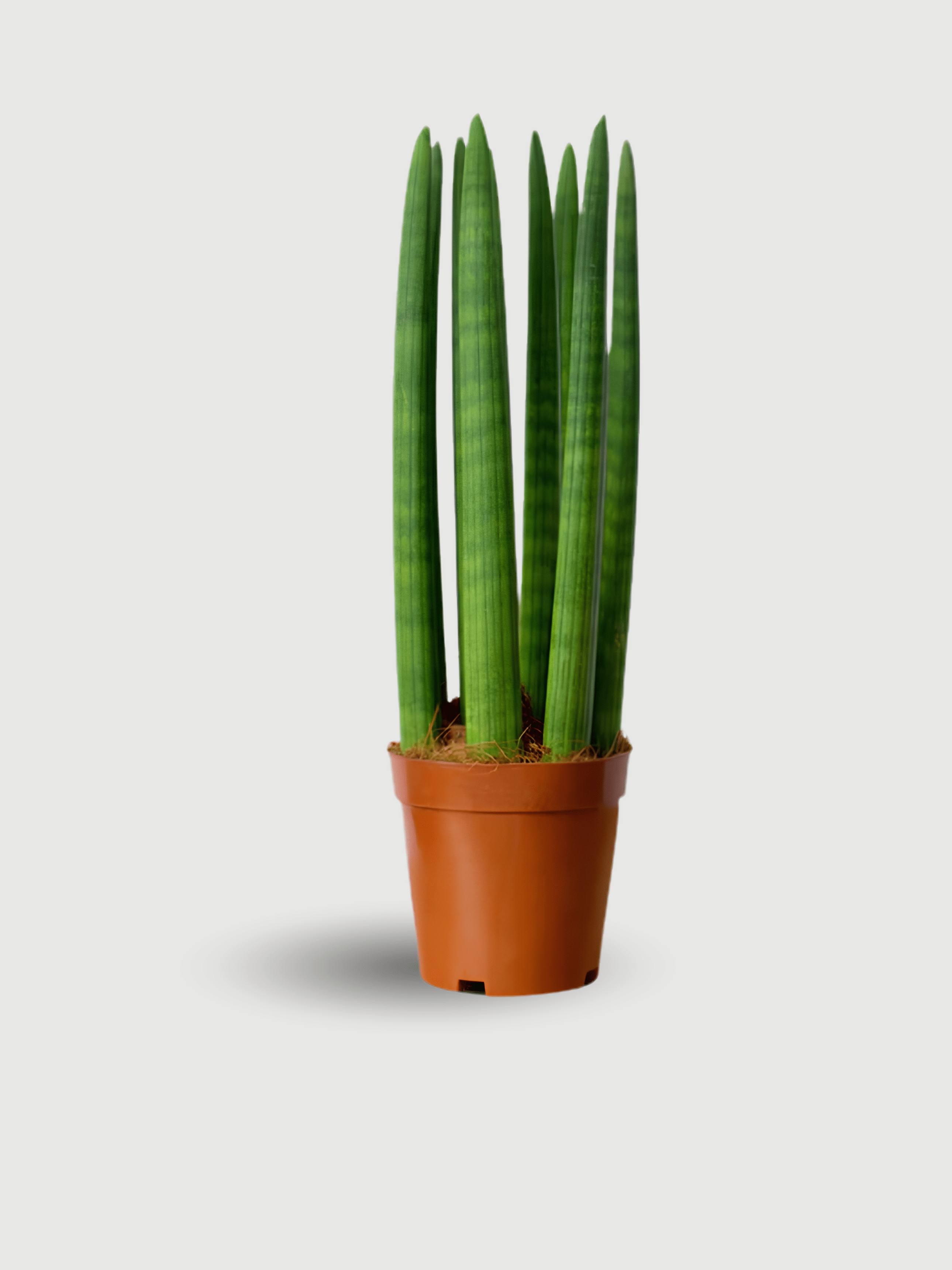 Sansevieria Cylindrica 'Straight' | The Architectural Air-Purifier - Rebel Plants