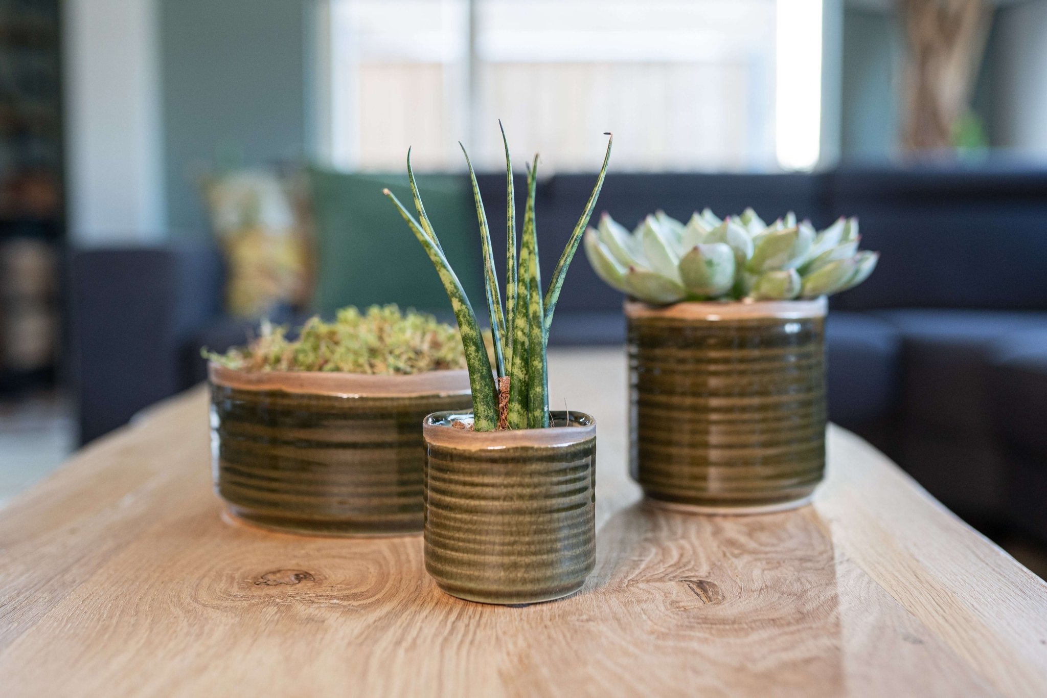 Sansevieria Fernwood Mikado, Snake Plant, Baby Plant, Easy Care, Air purifier plant