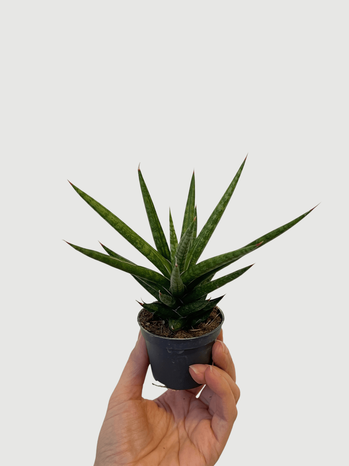 Sansevieria Francissi, Snake Plant - Baby Plant - Rebel Plants