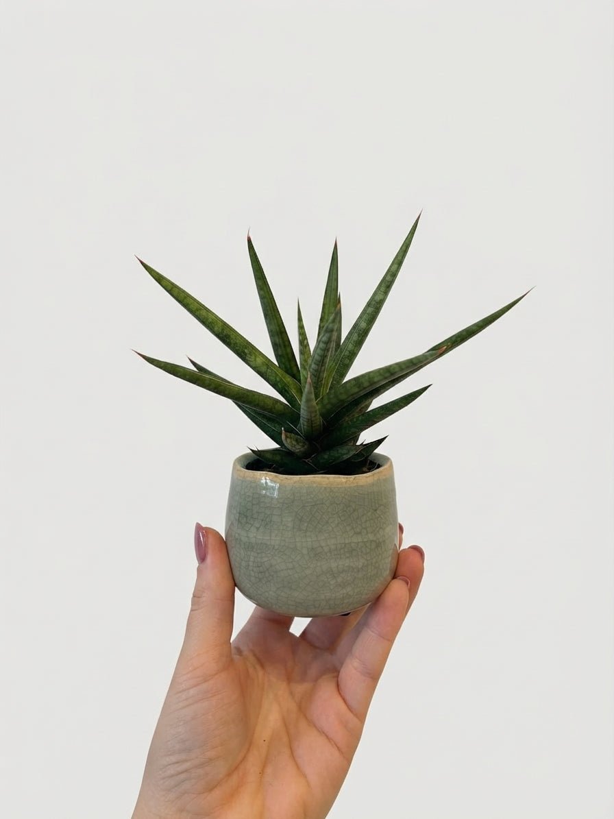 Sansevieria Francissi, Snake Plant - Baby Plant - Rebel Plants