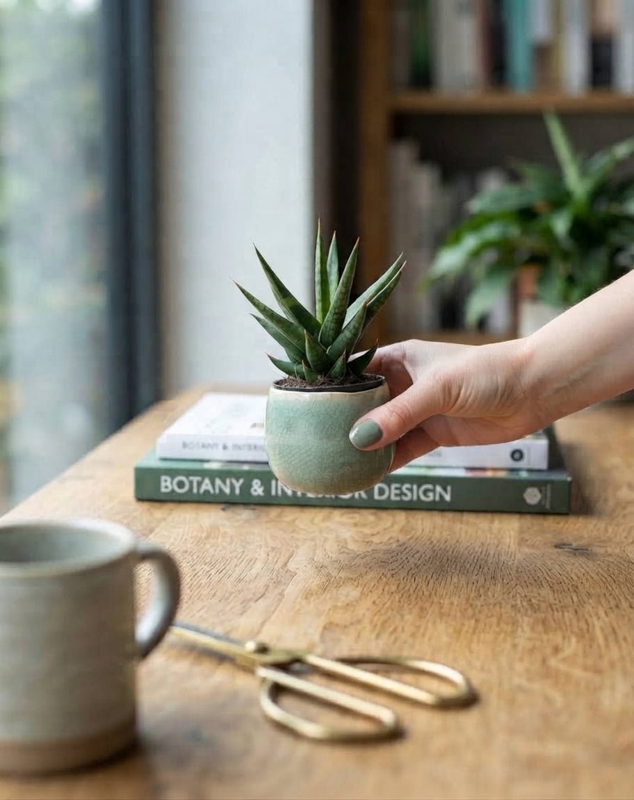 Sansevieria Francissi, Snake Plant - Baby Plant - Rebel Plants