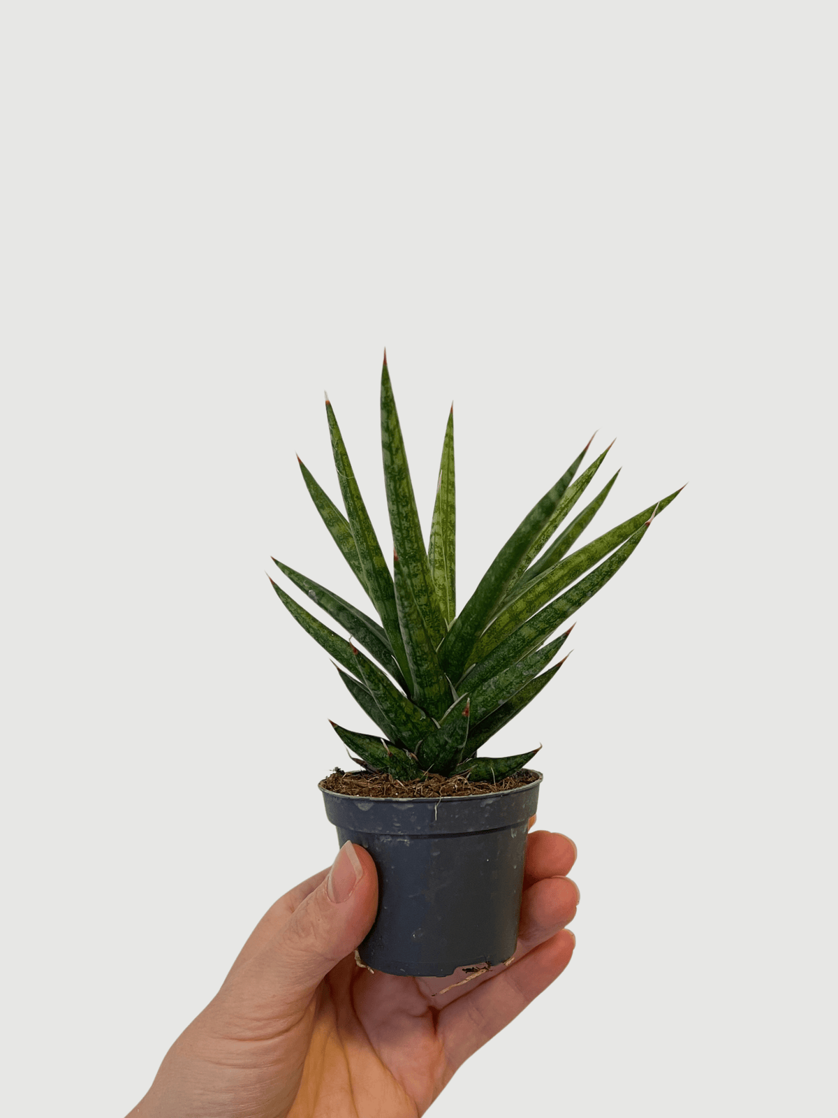 Sansevieria Francissi, Snake Plant - Baby Plant - Rebel Plants